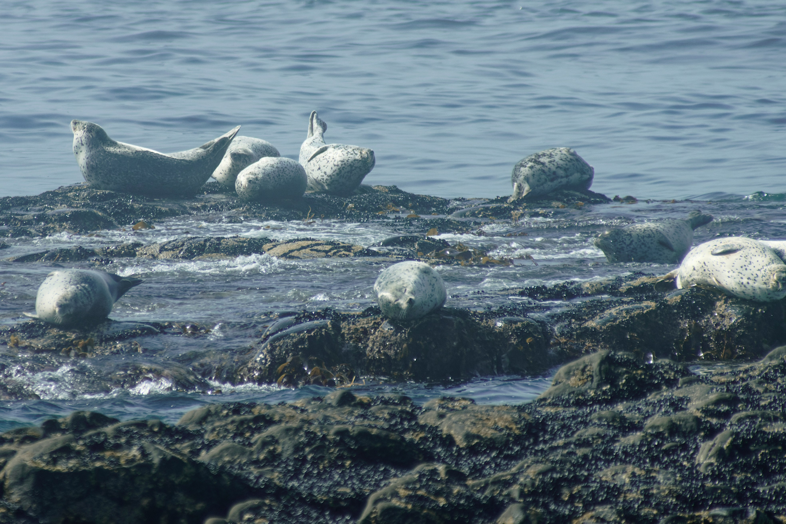 Камчатка. Фототрип. Тур?. Семоха Валерий. Фотограф
