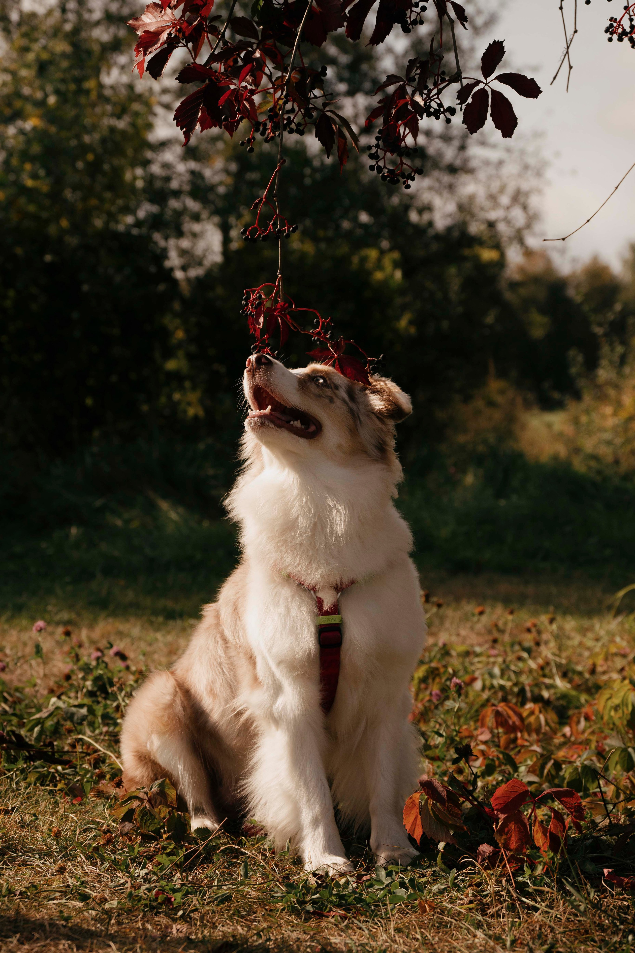 Дженни. Фотограф- анималист Александра Матвеева