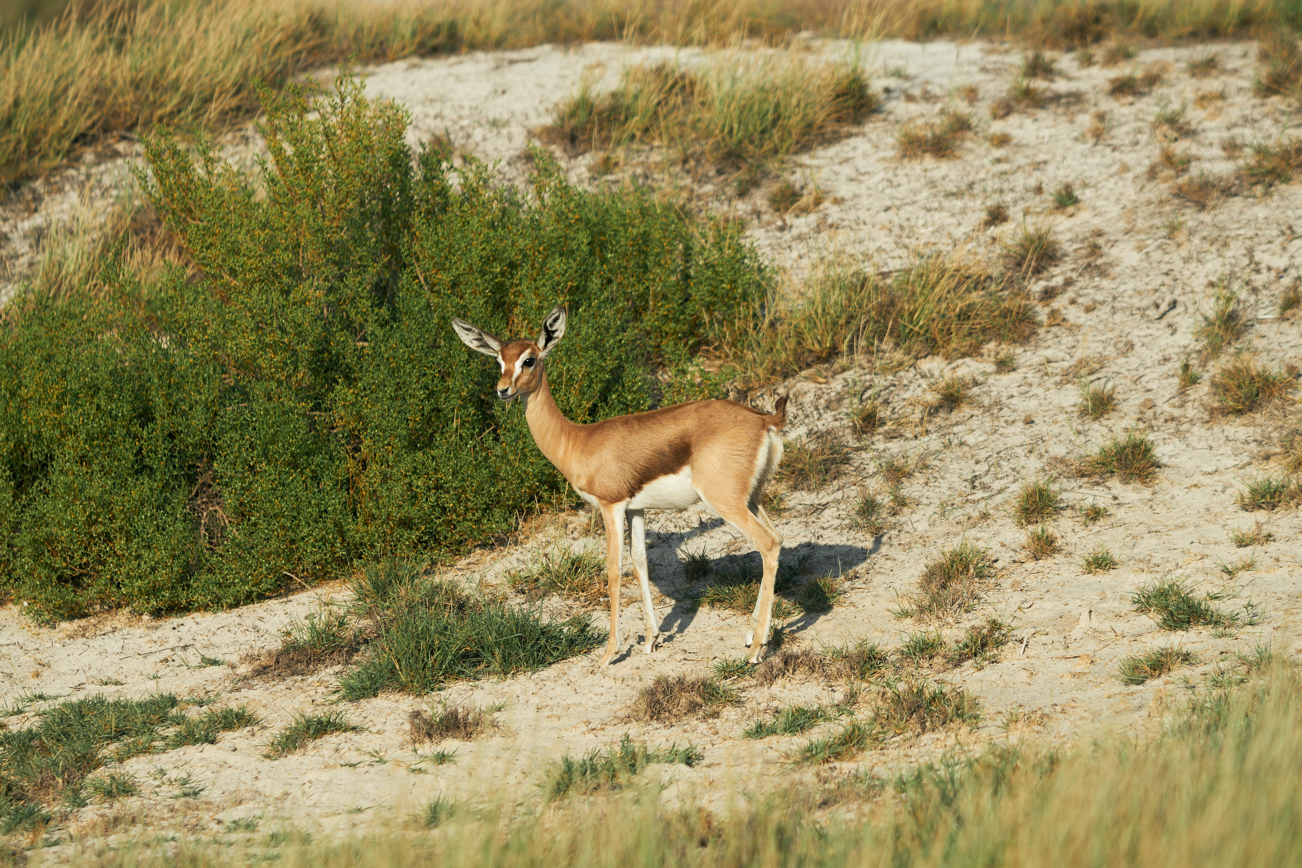 UAE GOLF. Фотограф Наталья Леонова