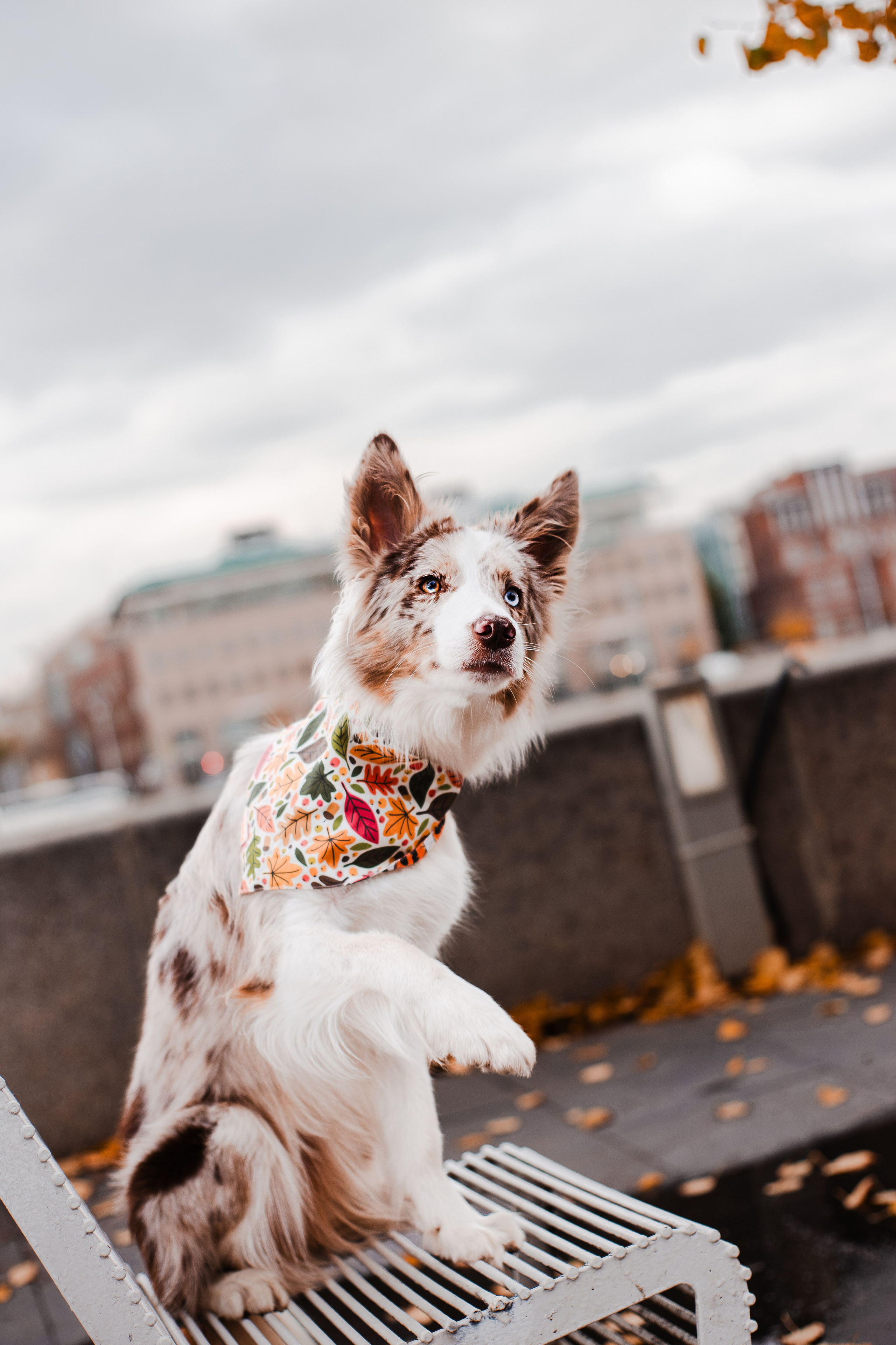 Мария и Утопия. Фотограф-анималист Мария Баркевич | Москва