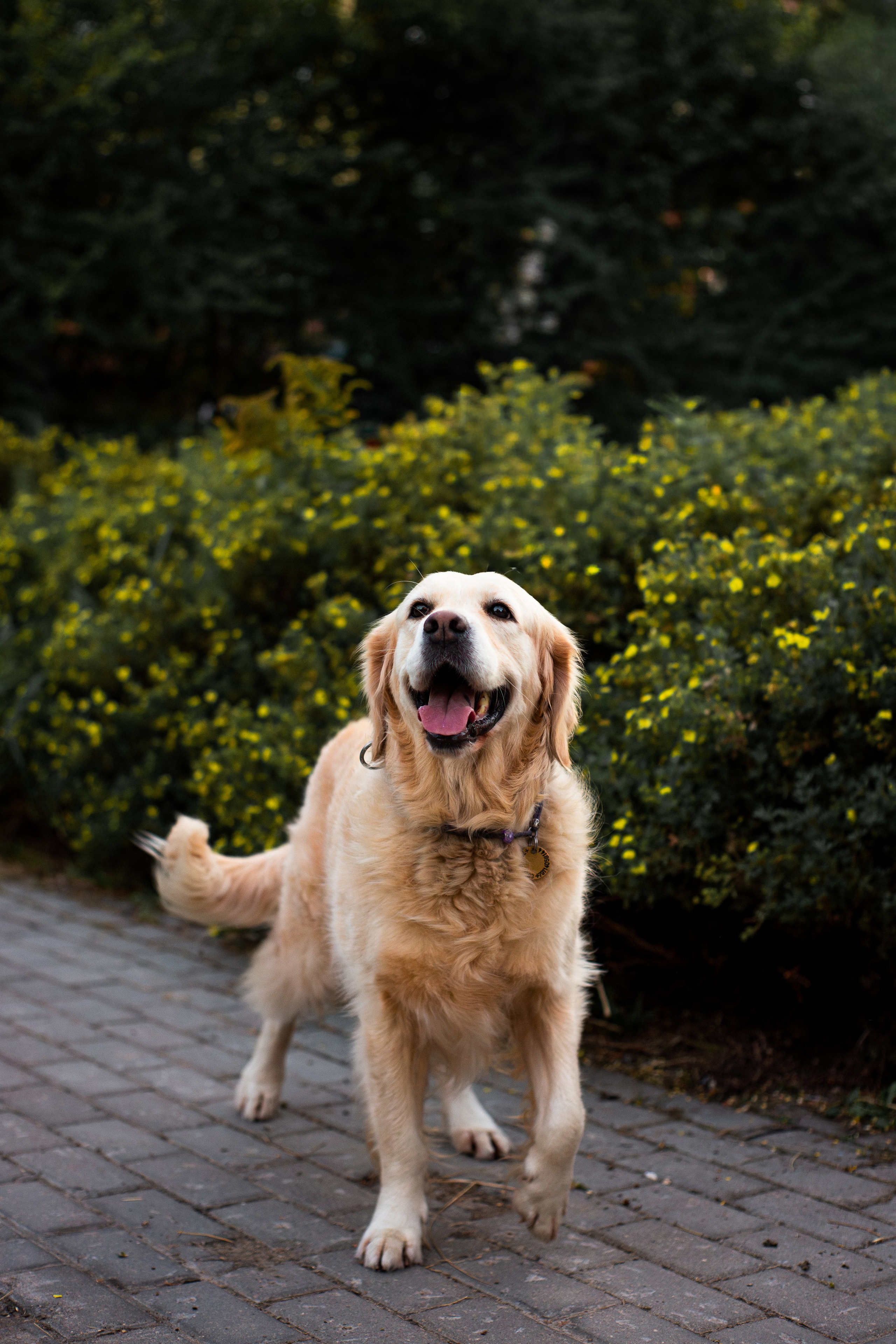 Юля и Мэй. Фотограф-анималист Мария Баркевич | Москва