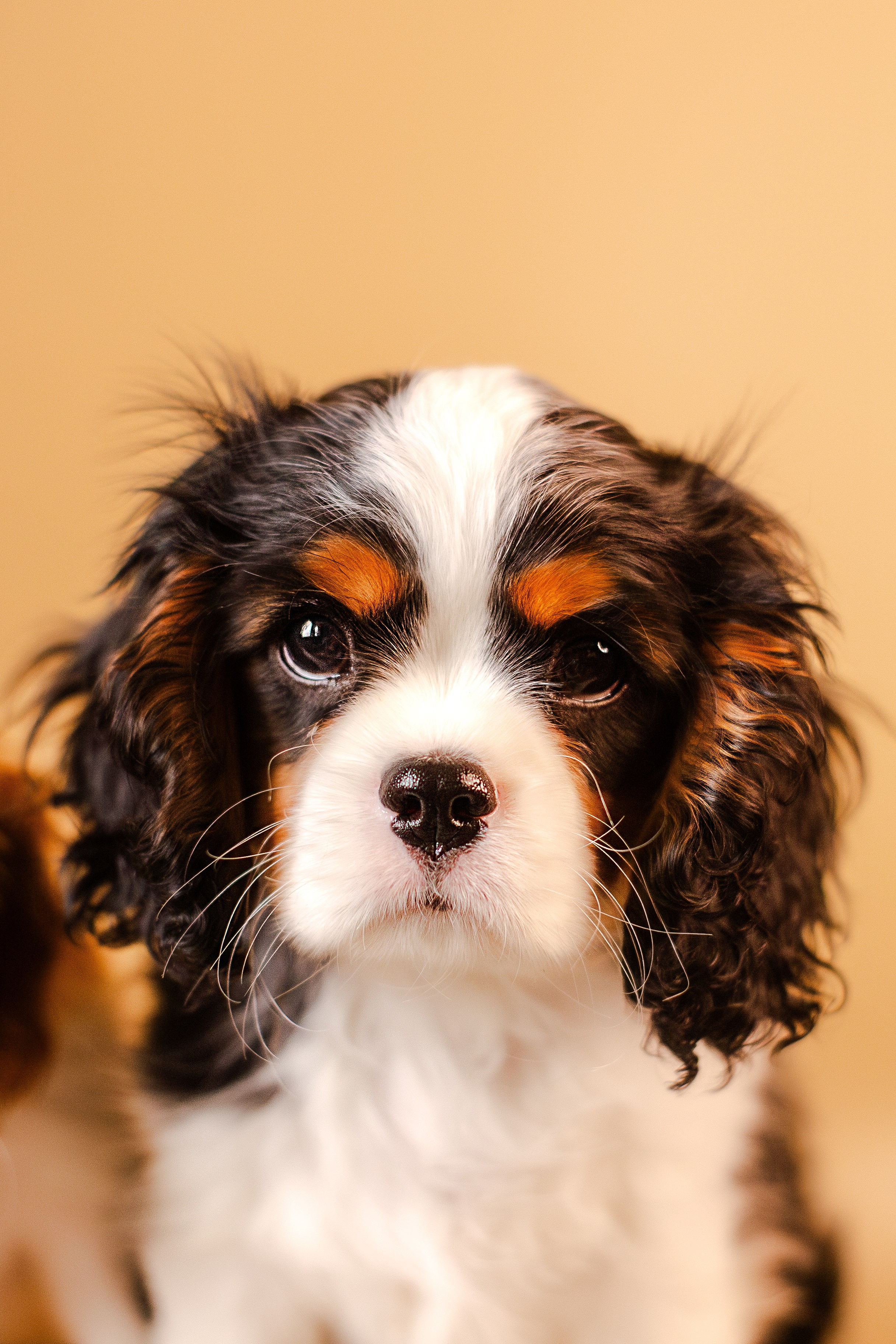 Жанна и кавалеры. Фотограф-анималист Мария Баркевич | Москва
