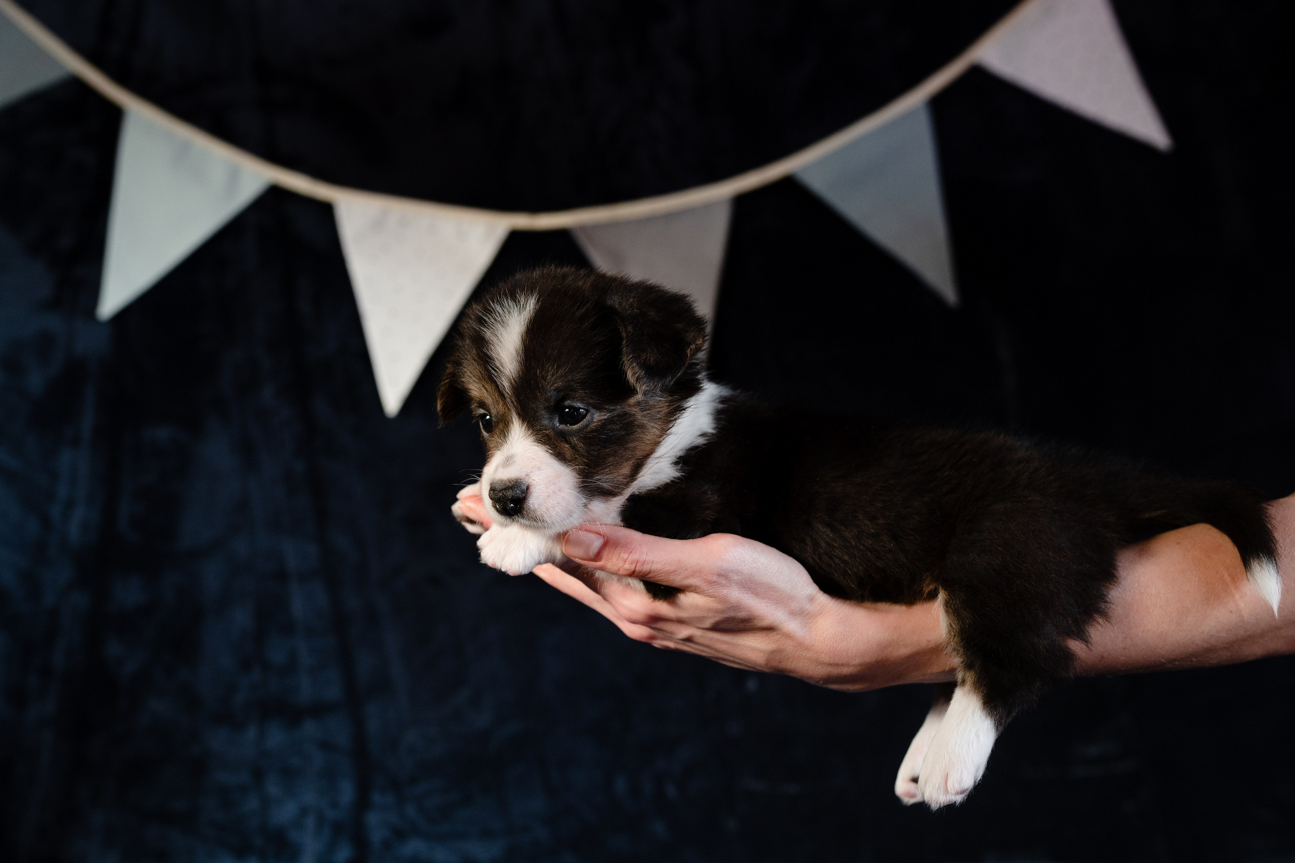 Вельш-корги-пемброк. Фотограф анималист в Москве Ольга Агушева
