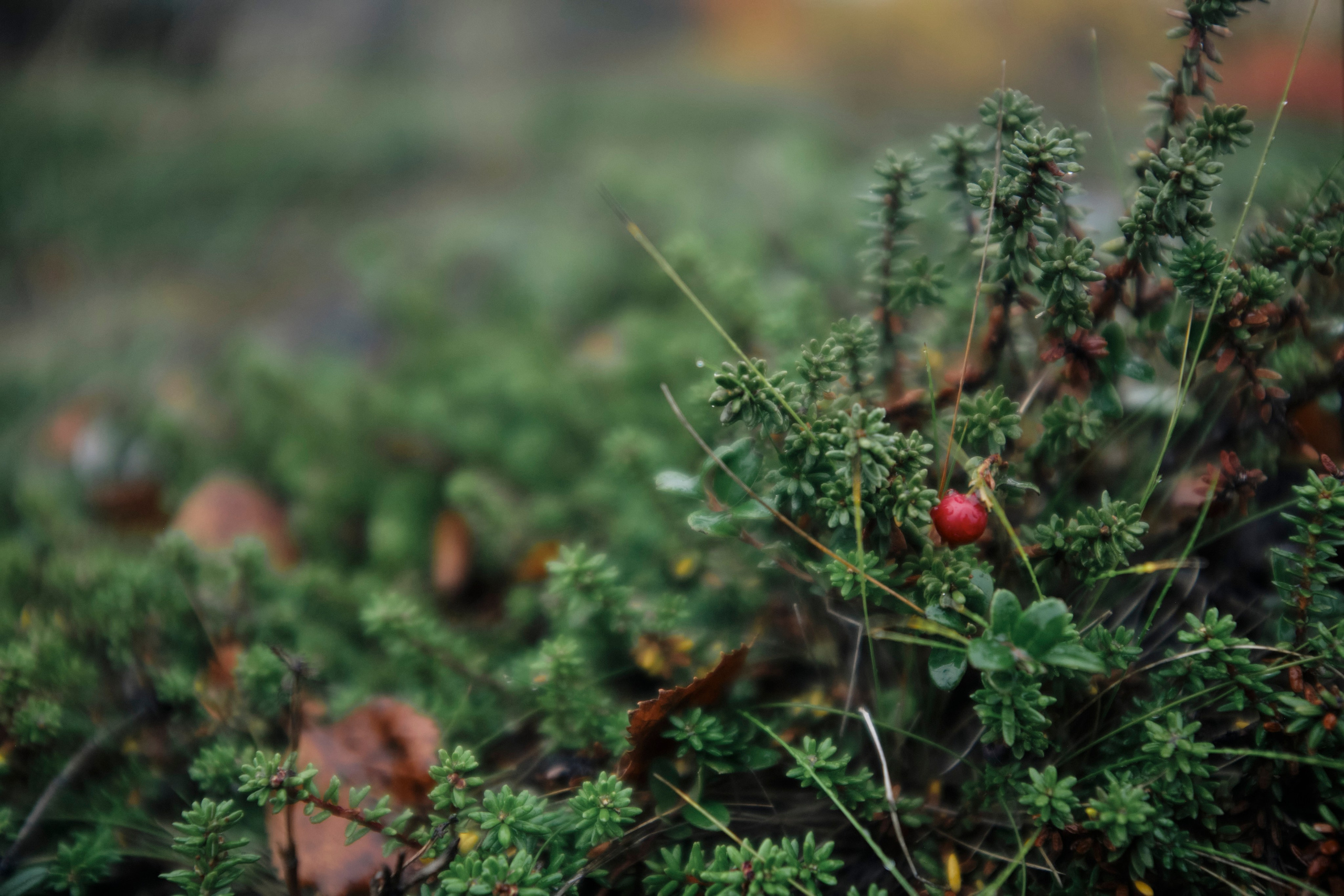 Поездка в Мурманск. Заметки и фото. Елена Павленко. Фотограф. Москва