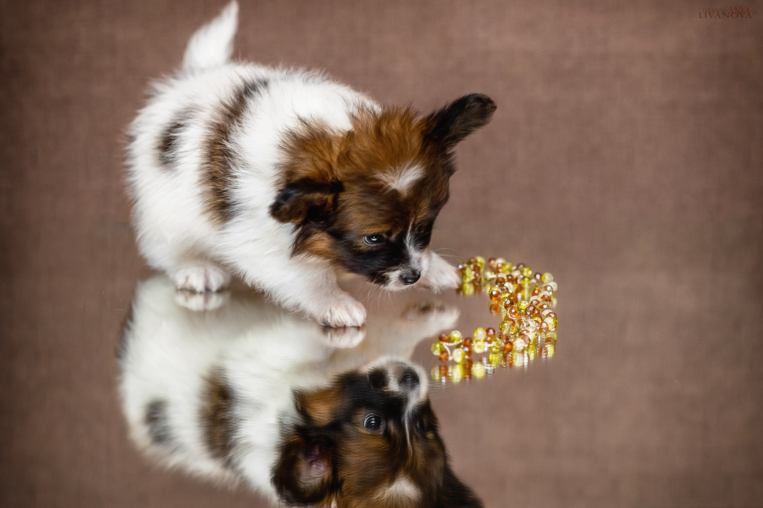 Папийончики. Фотограф анималист Аня Ливанова | Рыбинск