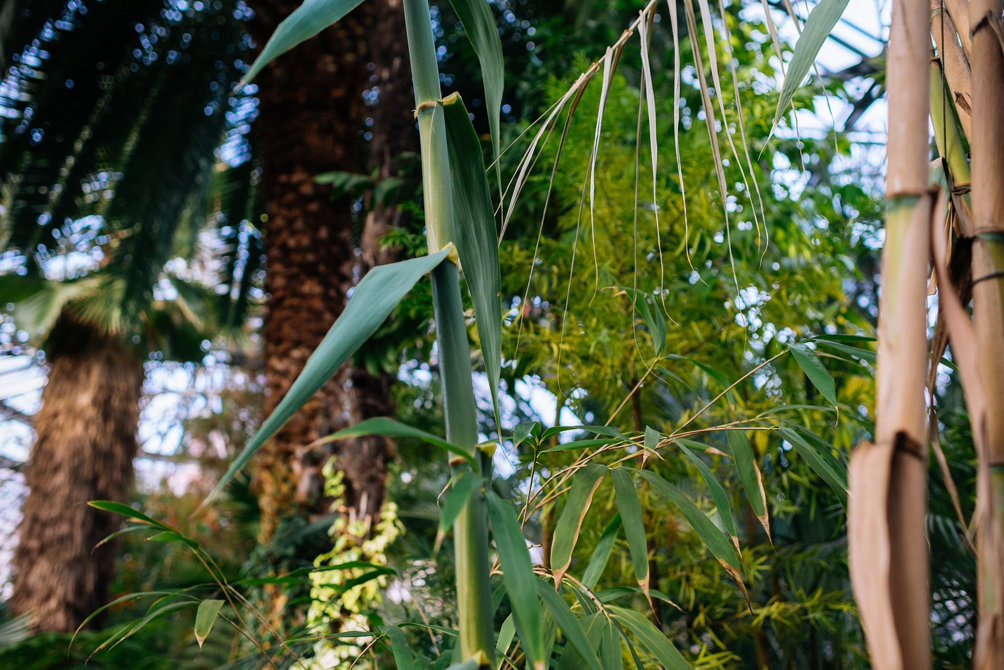 Ботанический сад. Субтропический маршрут. Март 26. Репортажный фотограф в Санкт-Петербурге Анастасия Клёпова