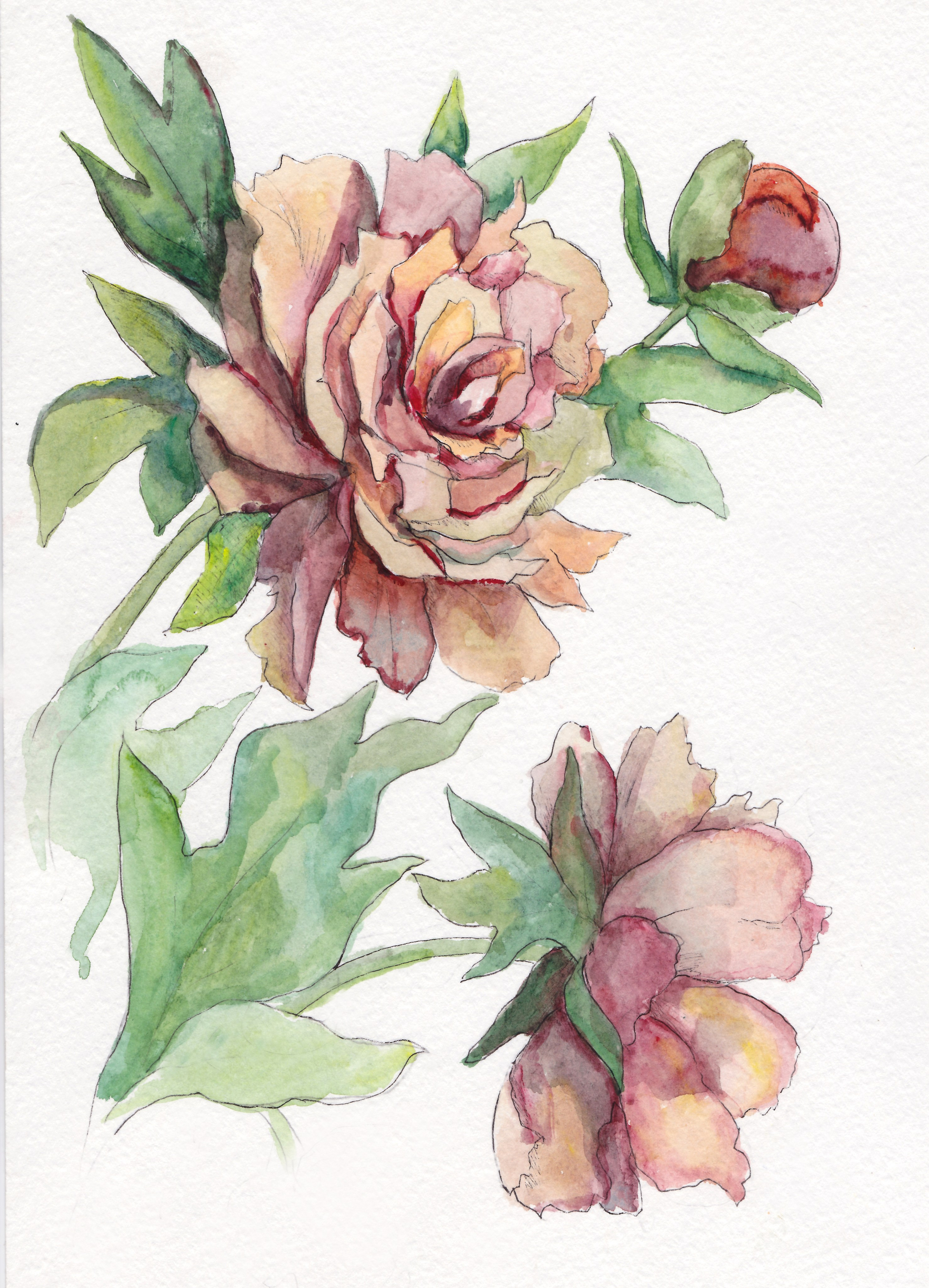 "Пионы Аптекарского огорода", 2019