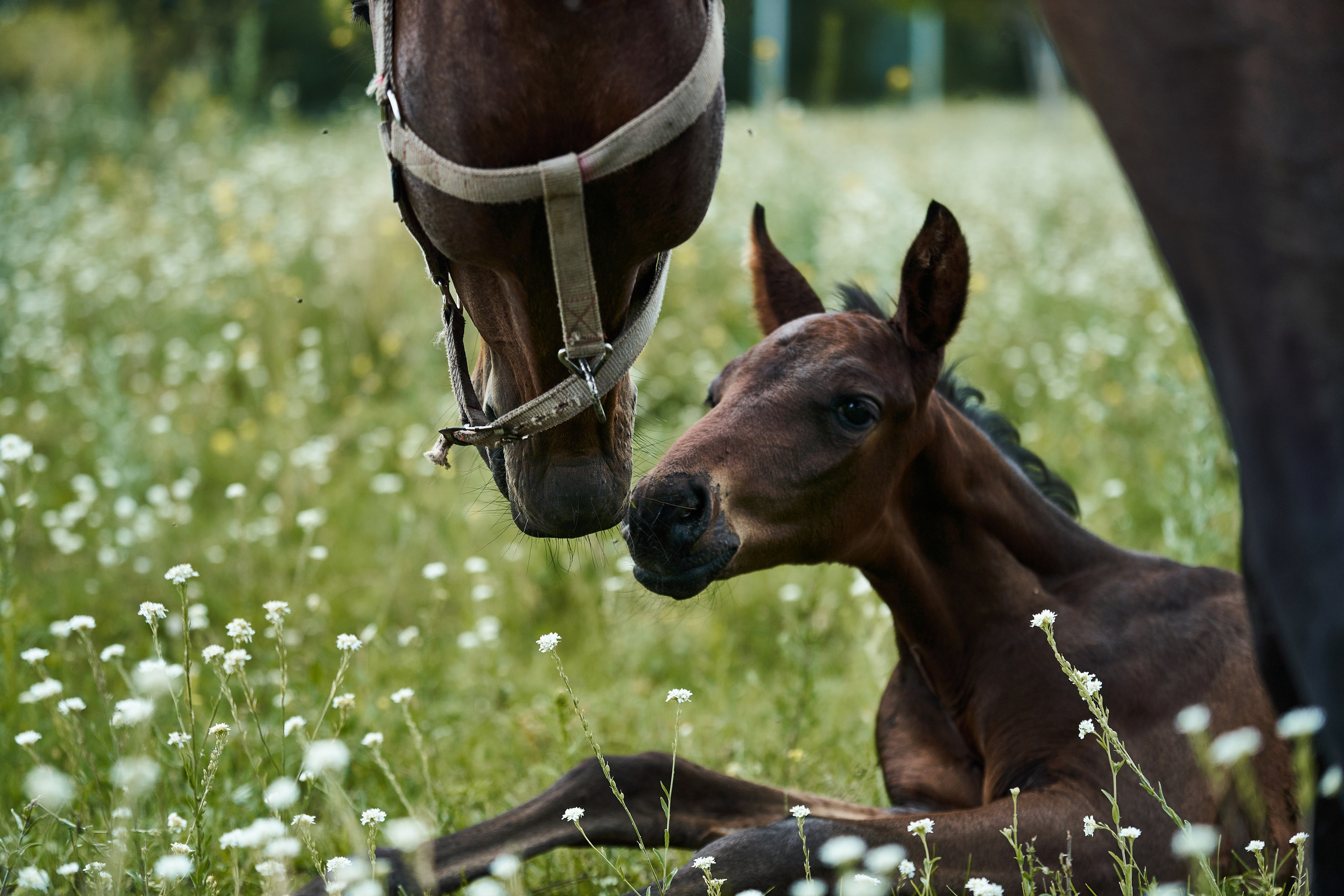 Жеребята КСОЦ «Свобода». Фотосессии с лошадьми в Москве, Новосибирске