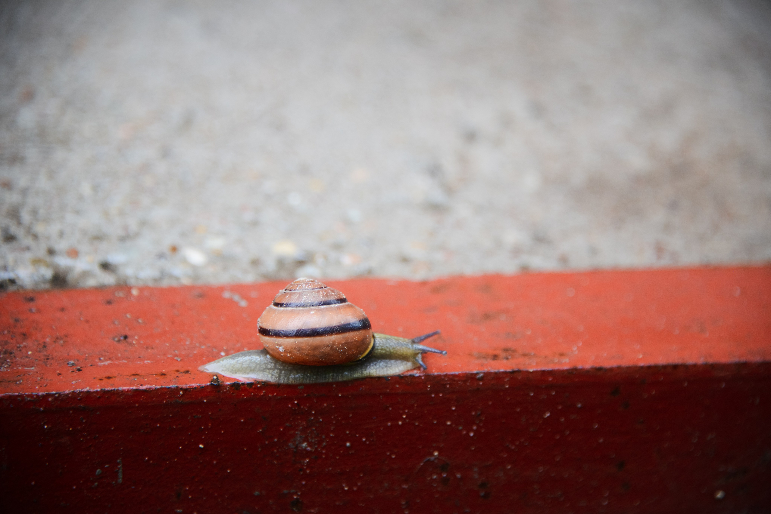 Улитка медленно ползет вперед по красной линии. Упорство, медленное движение вперед к цели.