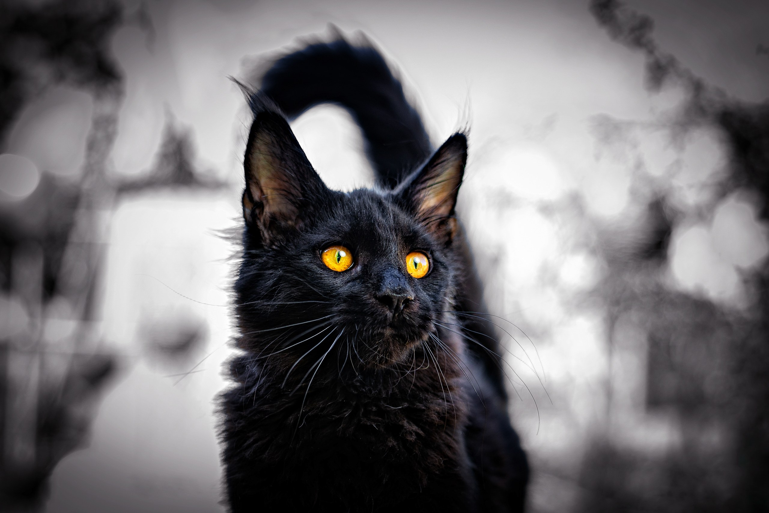 Животные. Профессиональный фотограф в Волгодонске Алексей Рубашевский