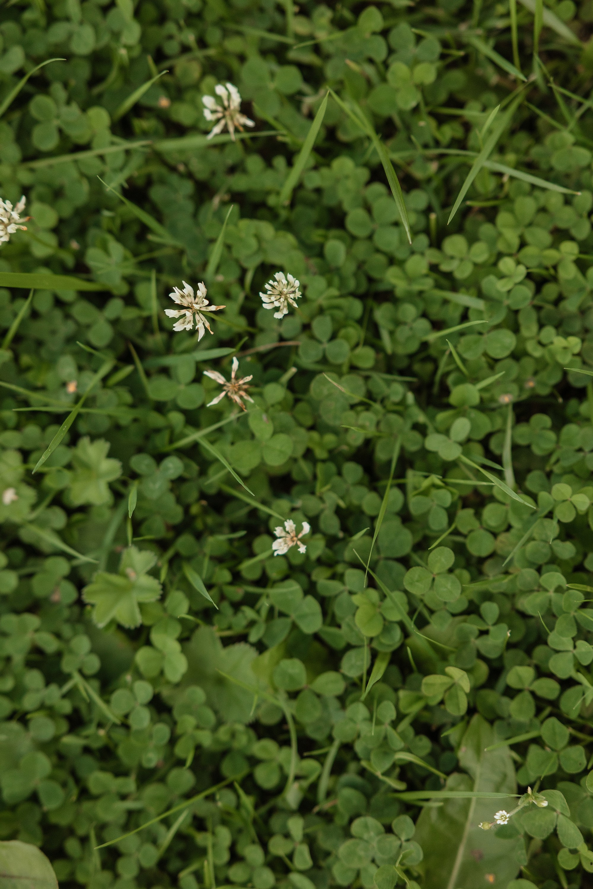 Яна &  Дмитрий. Свадебный фотограф в Москве и Санкт-Петербурге Анастасия Мирославская