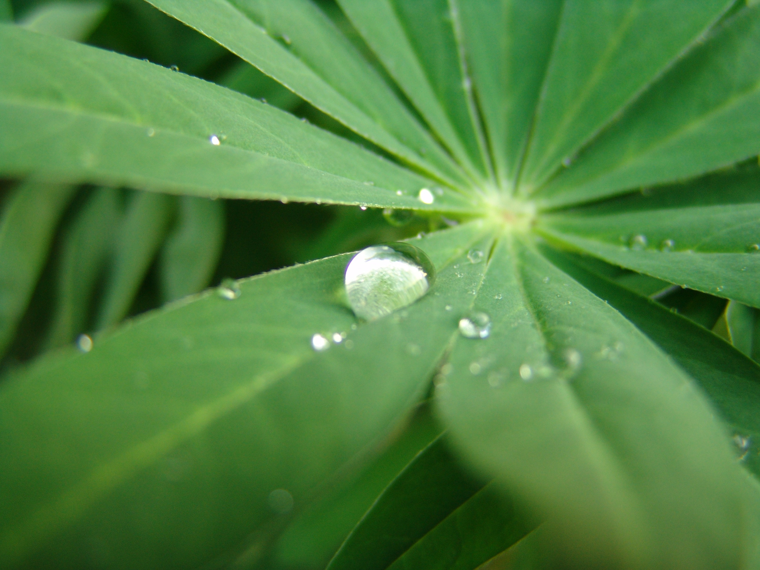 Приезд КС 2005. Заставка