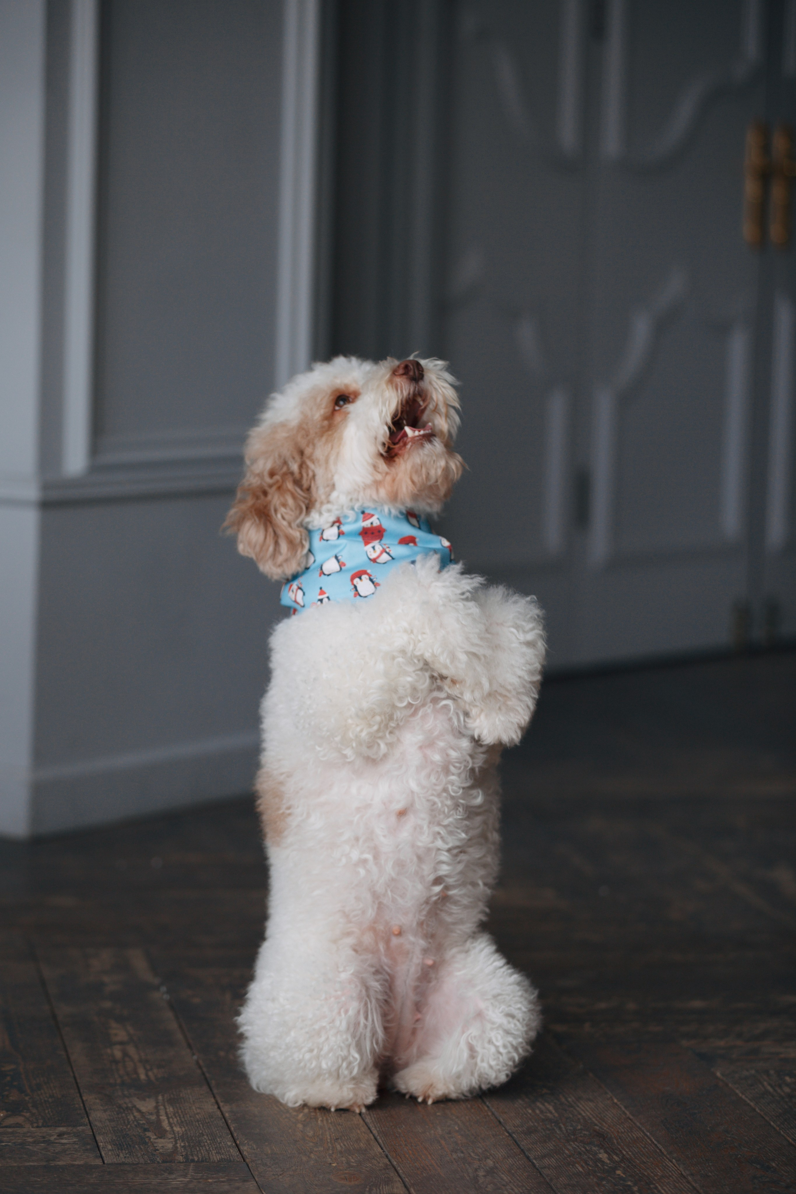 Bmbh лежанки и адресники. Фотограф анималист Кристина Карпова, Москва