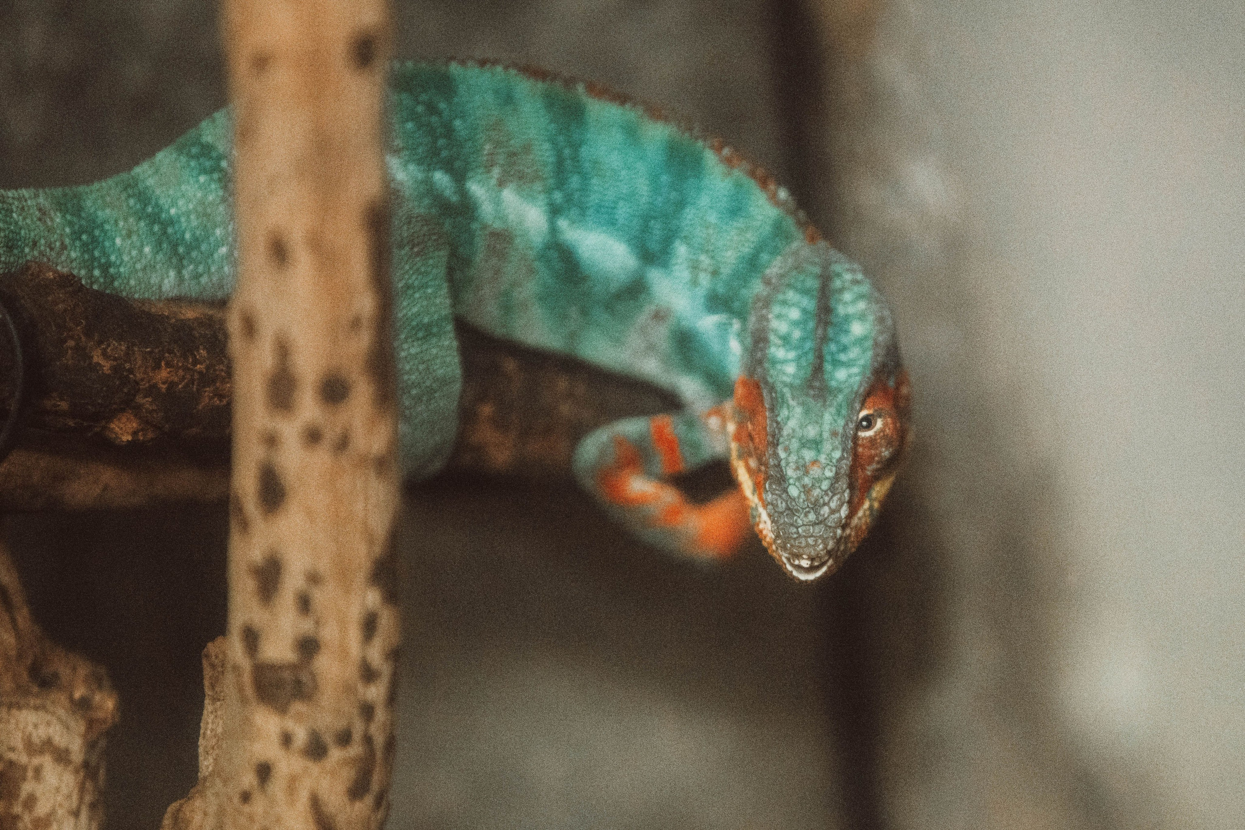 Тайвань. Фотография, ретушь, сканирование, восстановление старых фото, интерьерная съёмка, студия. Данилов Александр, Москва