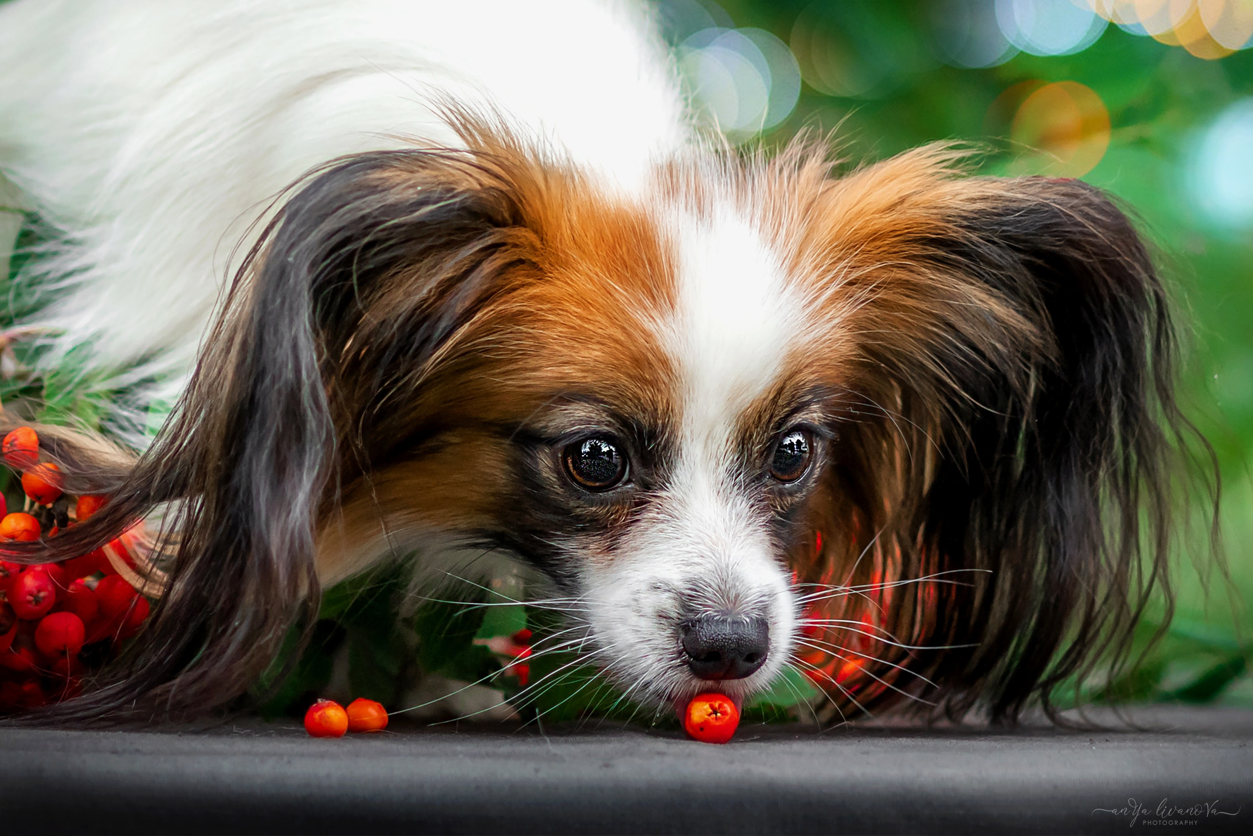 Рябинки. Фотограф анималист Аня Ливанова | Рыбинск