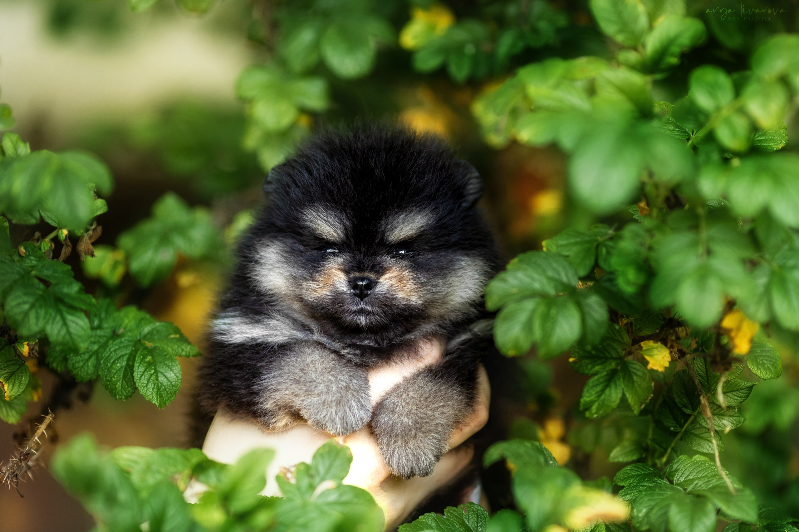 Шпицы. Фотограф анималист Аня Ливанова | Рыбинск