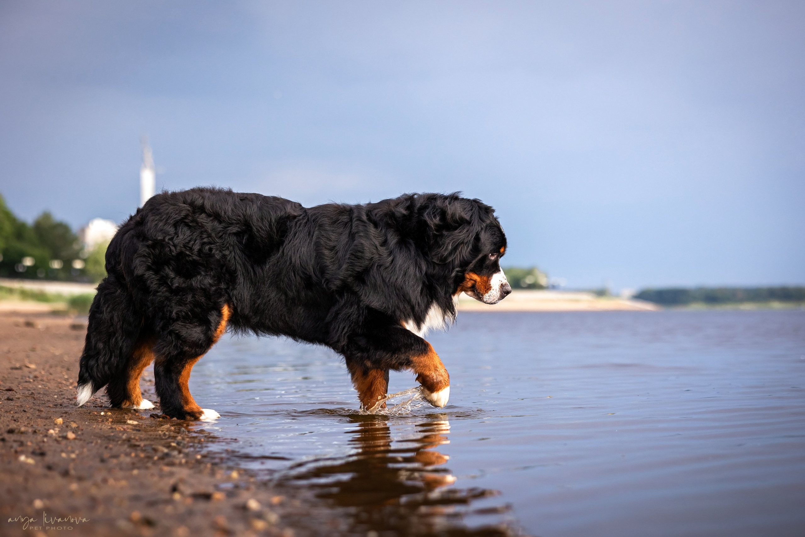Маша и Буч. Фотограф анималист Аня Ливанова | Рыбинск