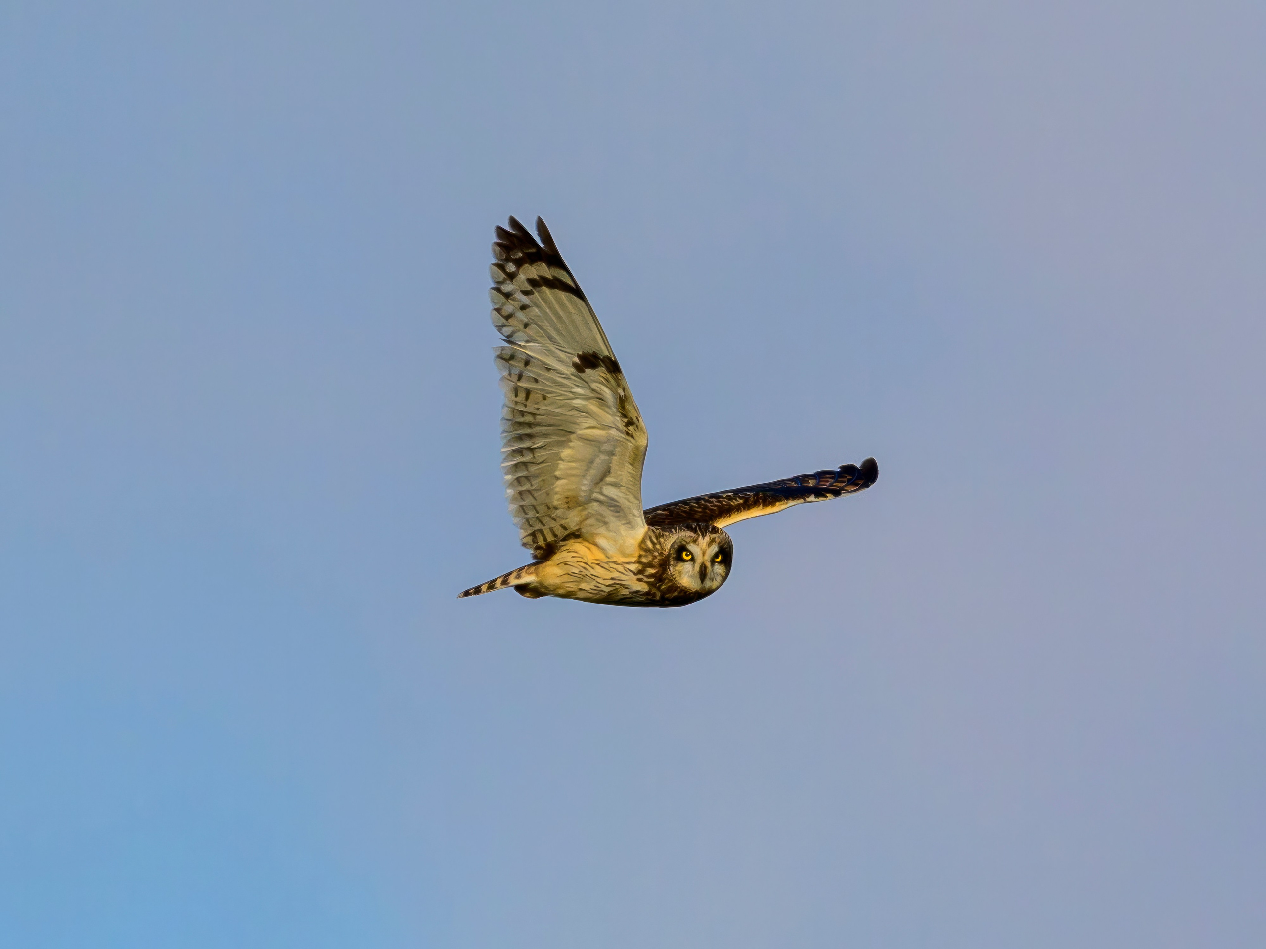 Сова в снежную бурю. Wildlife photography by Sergey Puponin