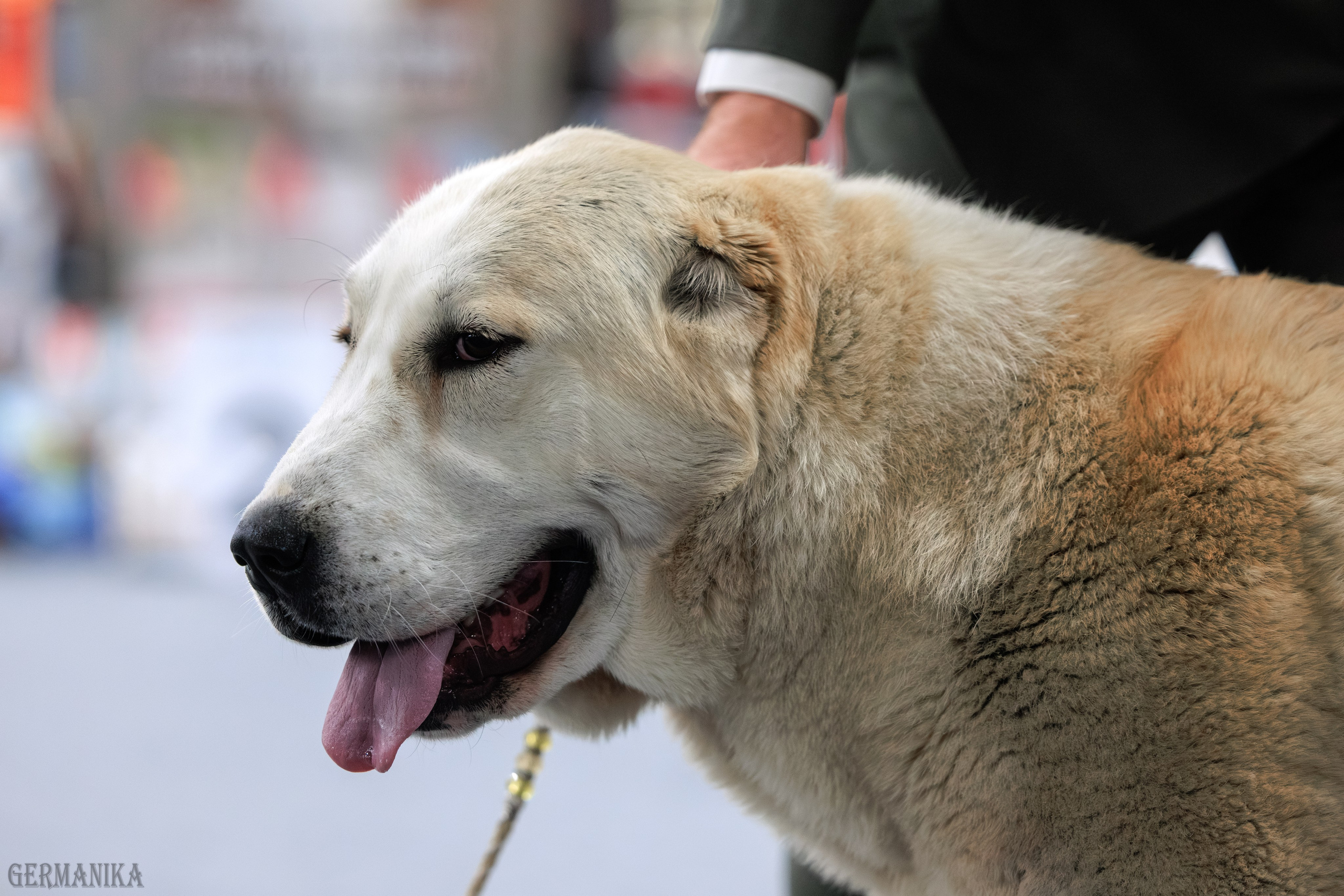 Сфера 08 и 10.03.2024 2хмоно ротвейлеров+2хмоно сао. Фотограф-анималист Юлия Германика
