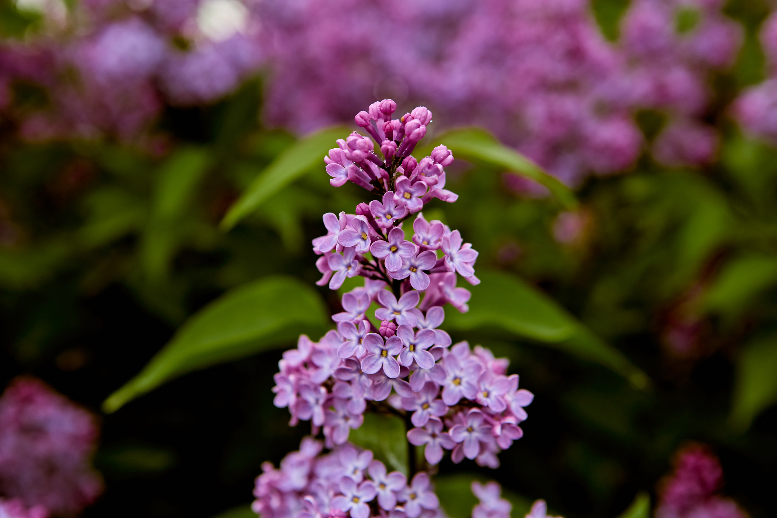 Цветущая сирень в лучах весеннего солнца, фото Николая Голованова, г. Дзержинск.