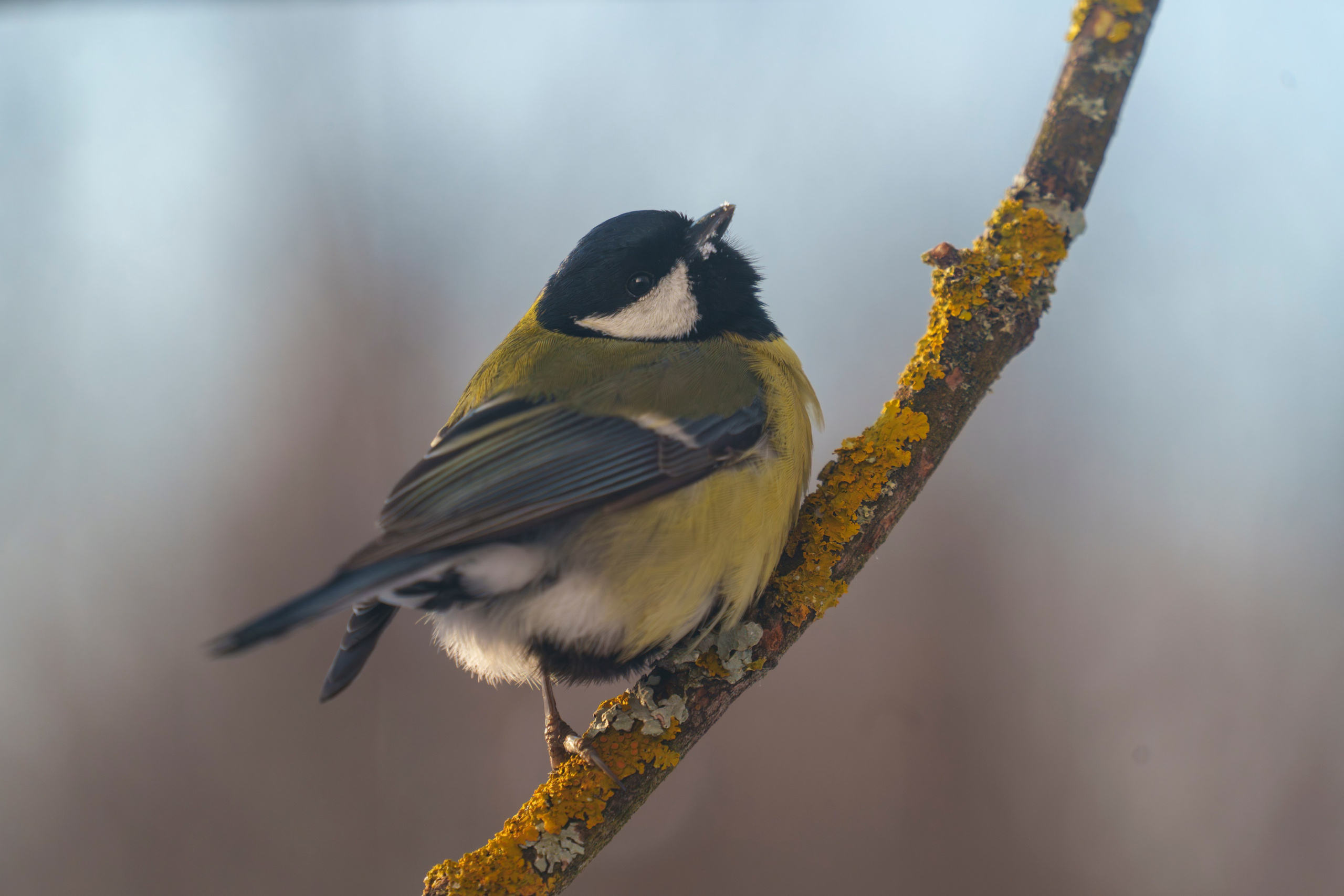 Animals — Животные