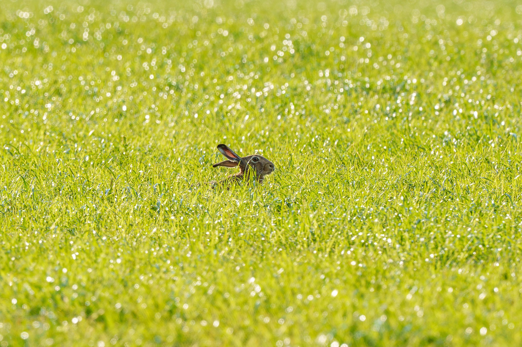Животные. Ваш личный фотограф Марина Волкова
