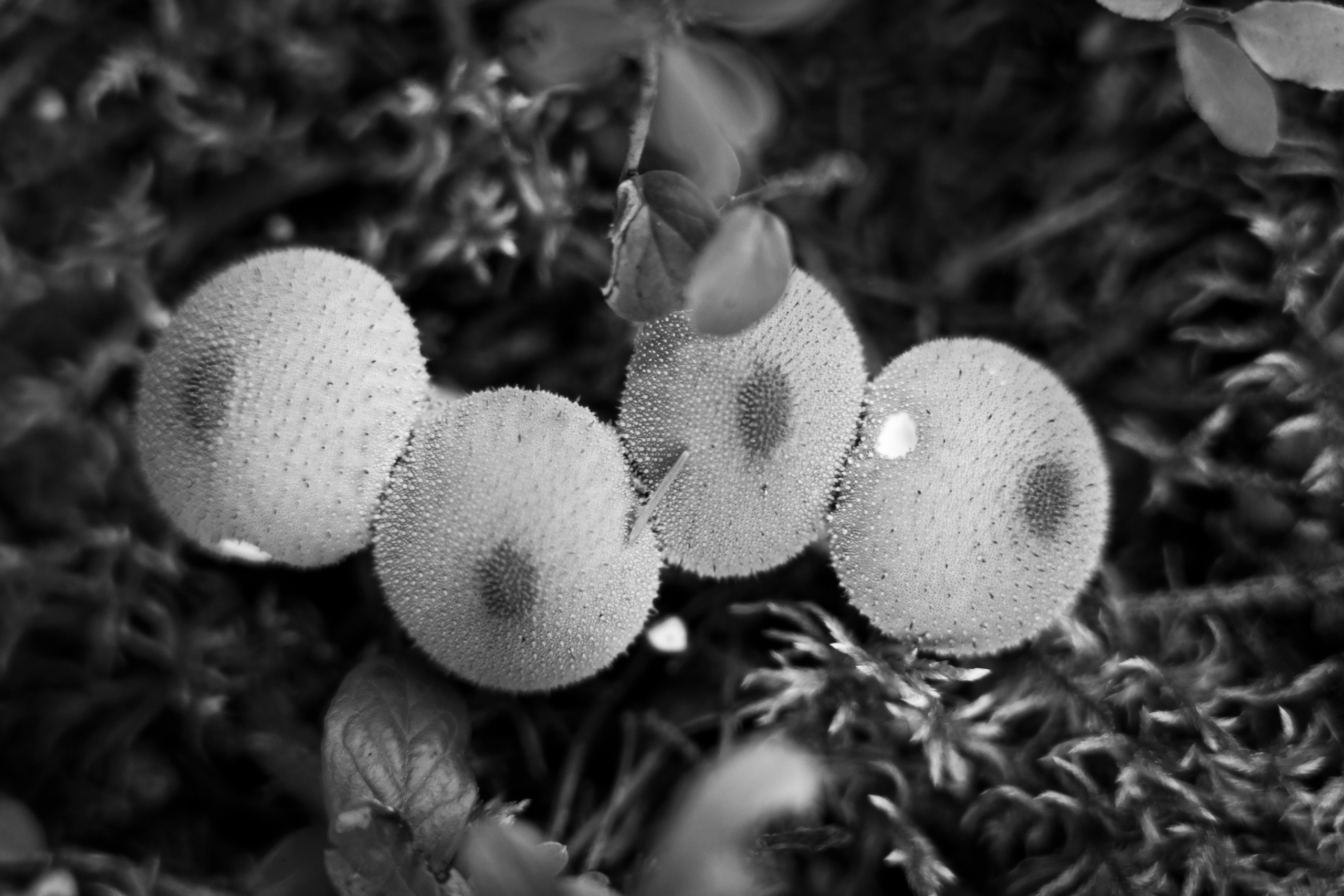 Молчановы. Многолетний проект о молодой семье. Фотограф в Москве Савкина Евгения