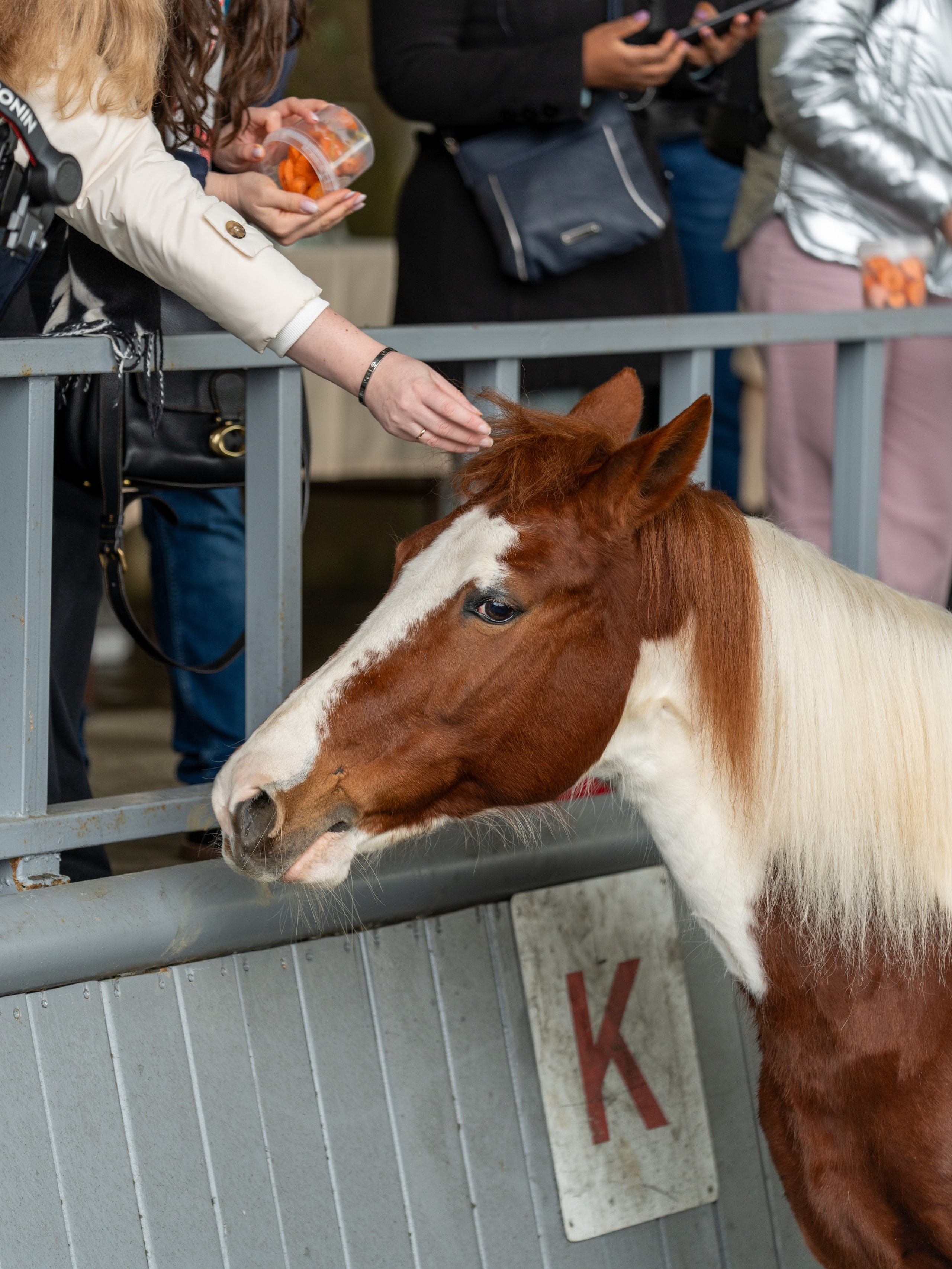 MICE мероприятие на ферме Экзархо. Репортажный фотограф в Красной Поляне и Сочи Павлюченко Екатерина