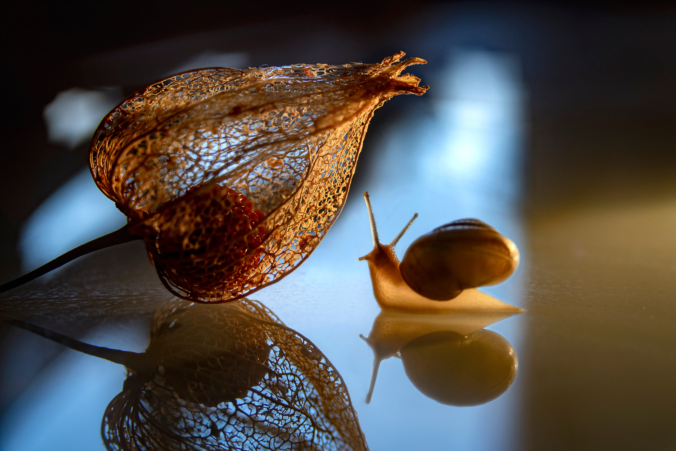 Макро мир фотограф Бокова Галина. Фотограф в Краснодаре и Бишкеке Галина Бокова