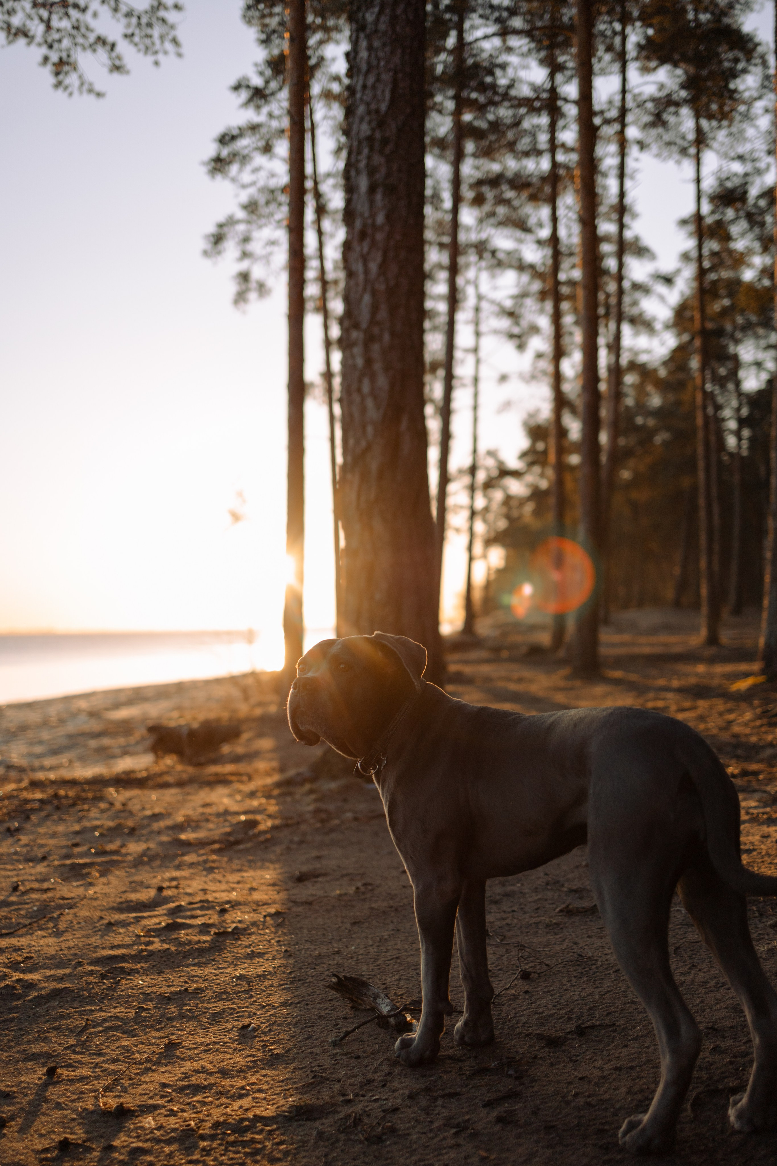 Анна и Лана. Фотограф — Анималист | Санкт-Петербург