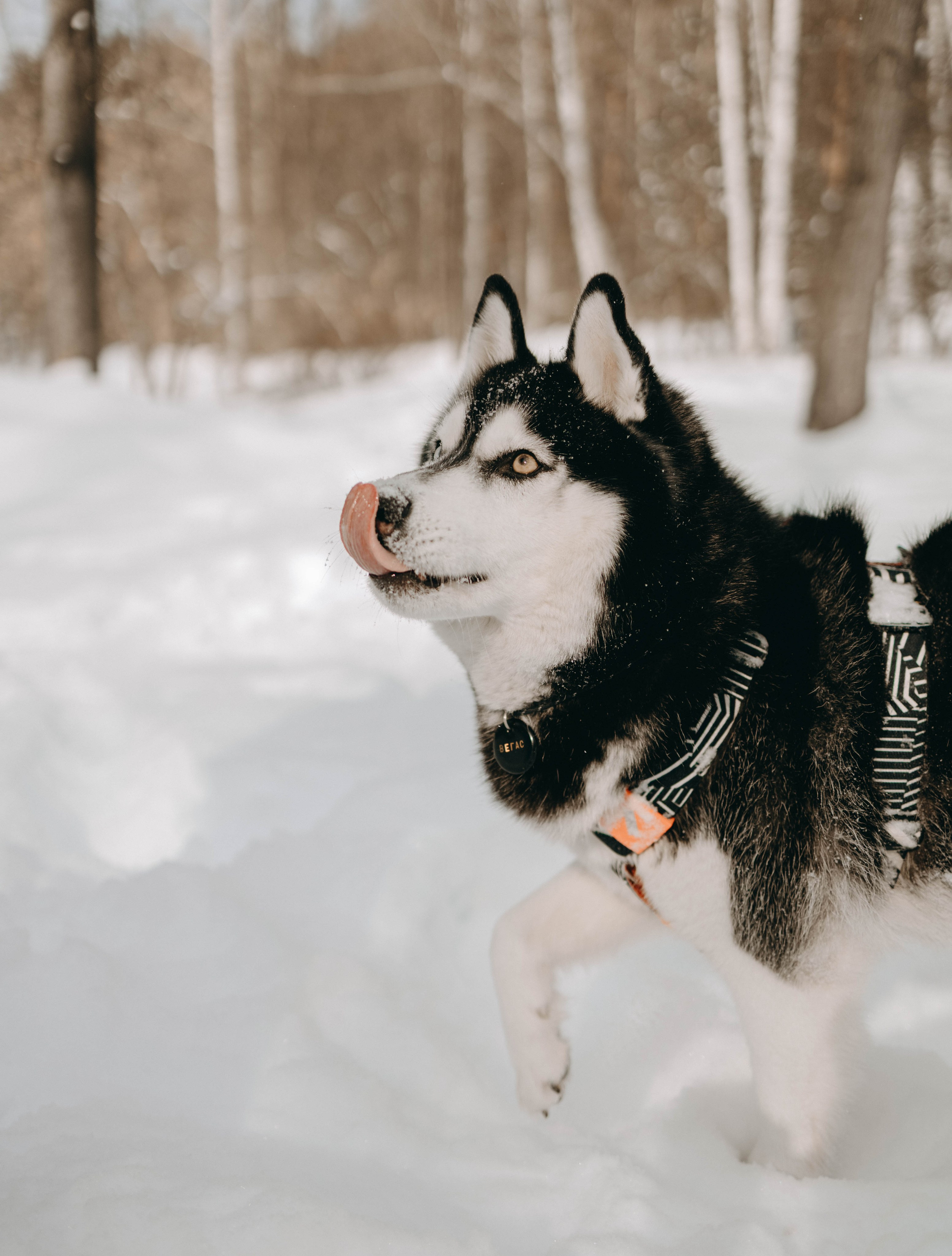 Анна и Вегас. Фотограф-анималист в Екатеринбурге | Кристина