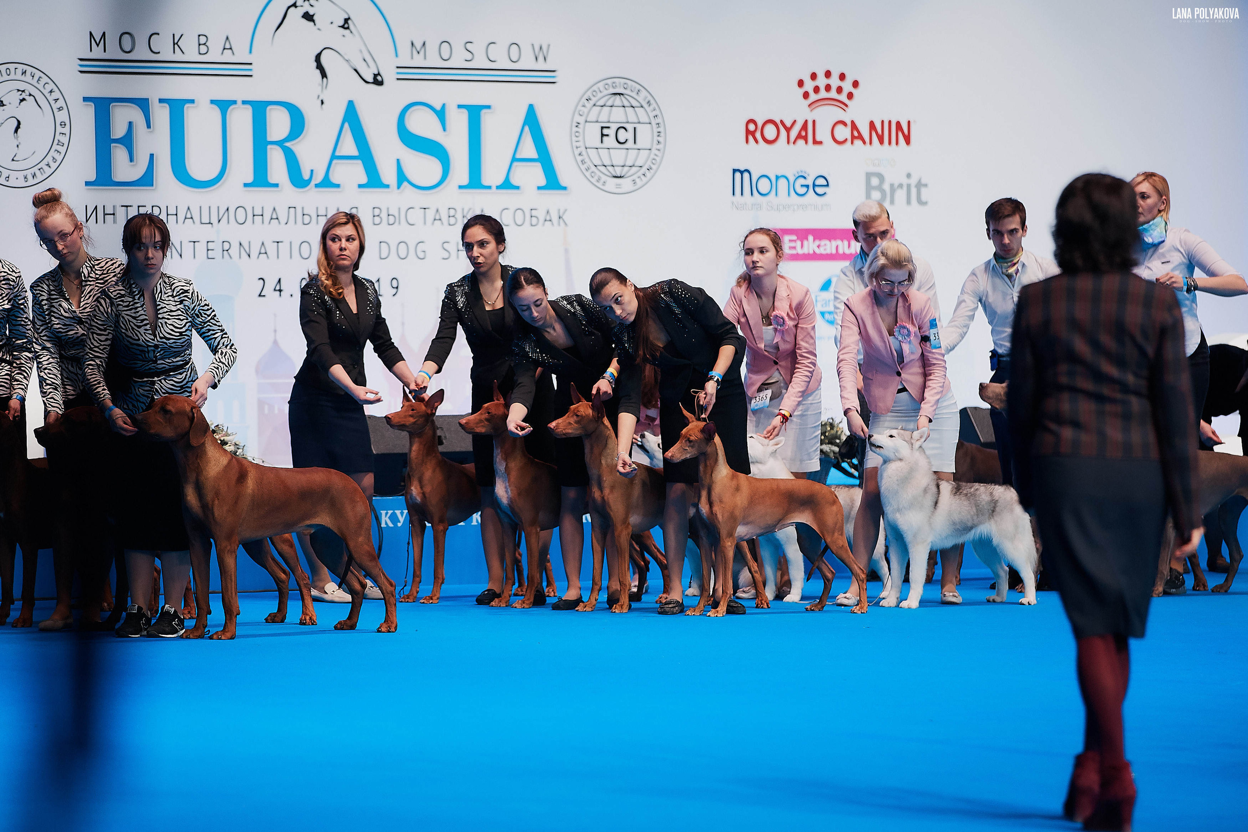 Съемки на выставке. ЕВРАЗИЯ 2019, 2 x CACIB
МВЦ КРОКУС ЭКСПО