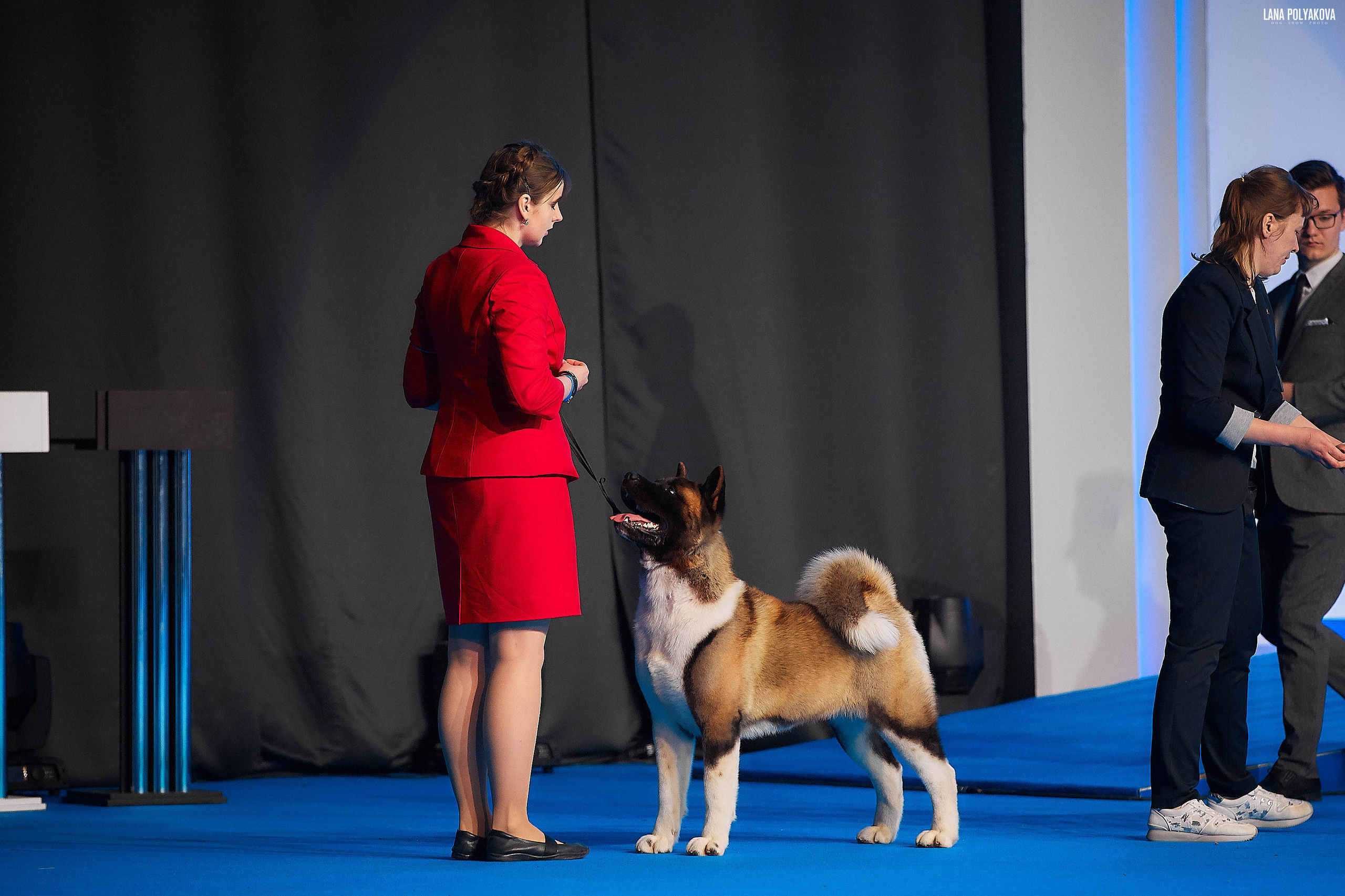 Съемки на выставке. ЕВРАЗИЯ 2019, 2 x CACIB
МВЦ КРОКУС ЭКСПО