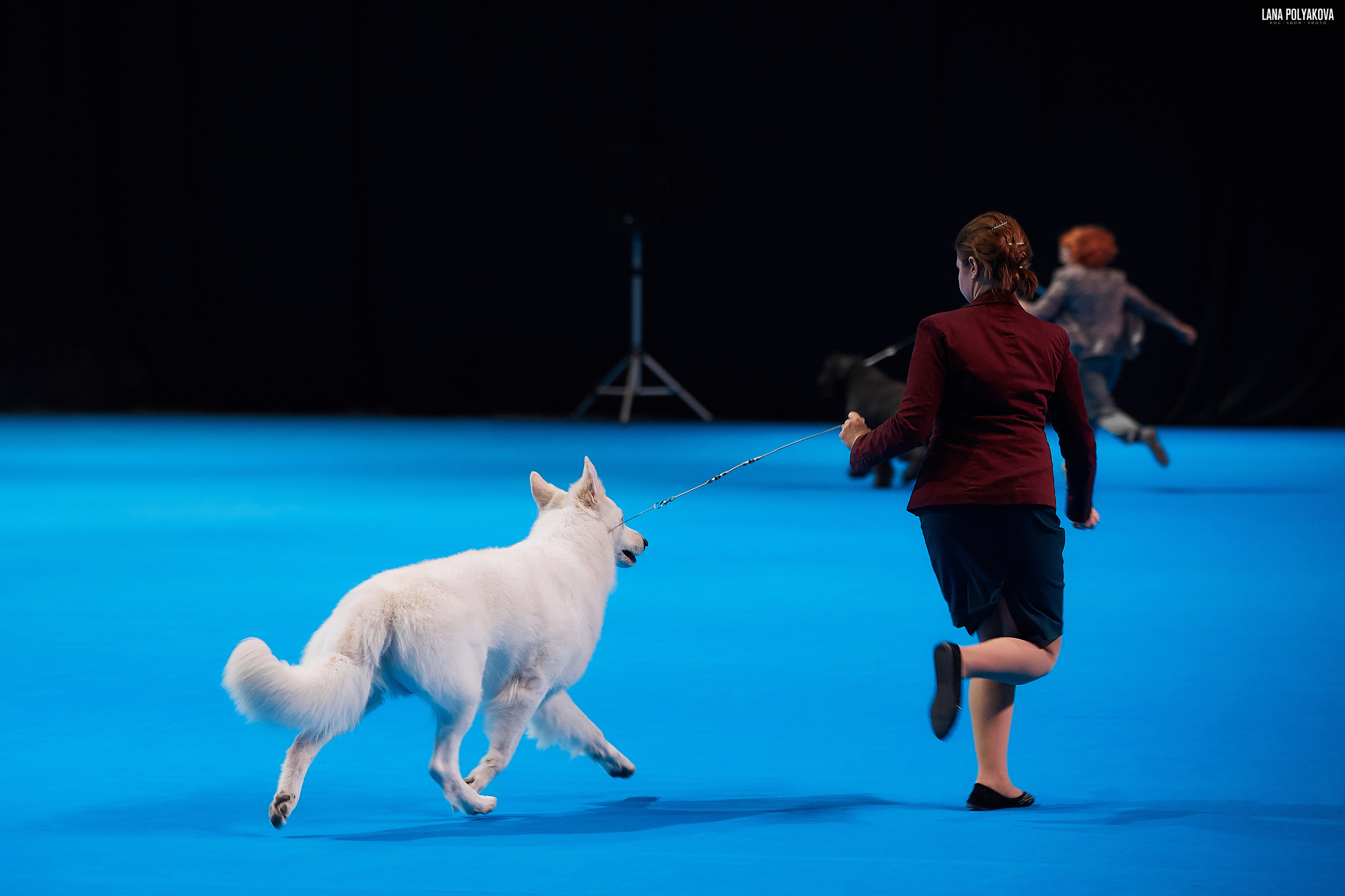 Съемки на выставке. ЕВРАЗИЯ 2019, 2 x CACIB
МВЦ КРОКУС ЭКСПО
IDS "EURASIA 2019" & "RKF CUP 2019" 2 x CACIB