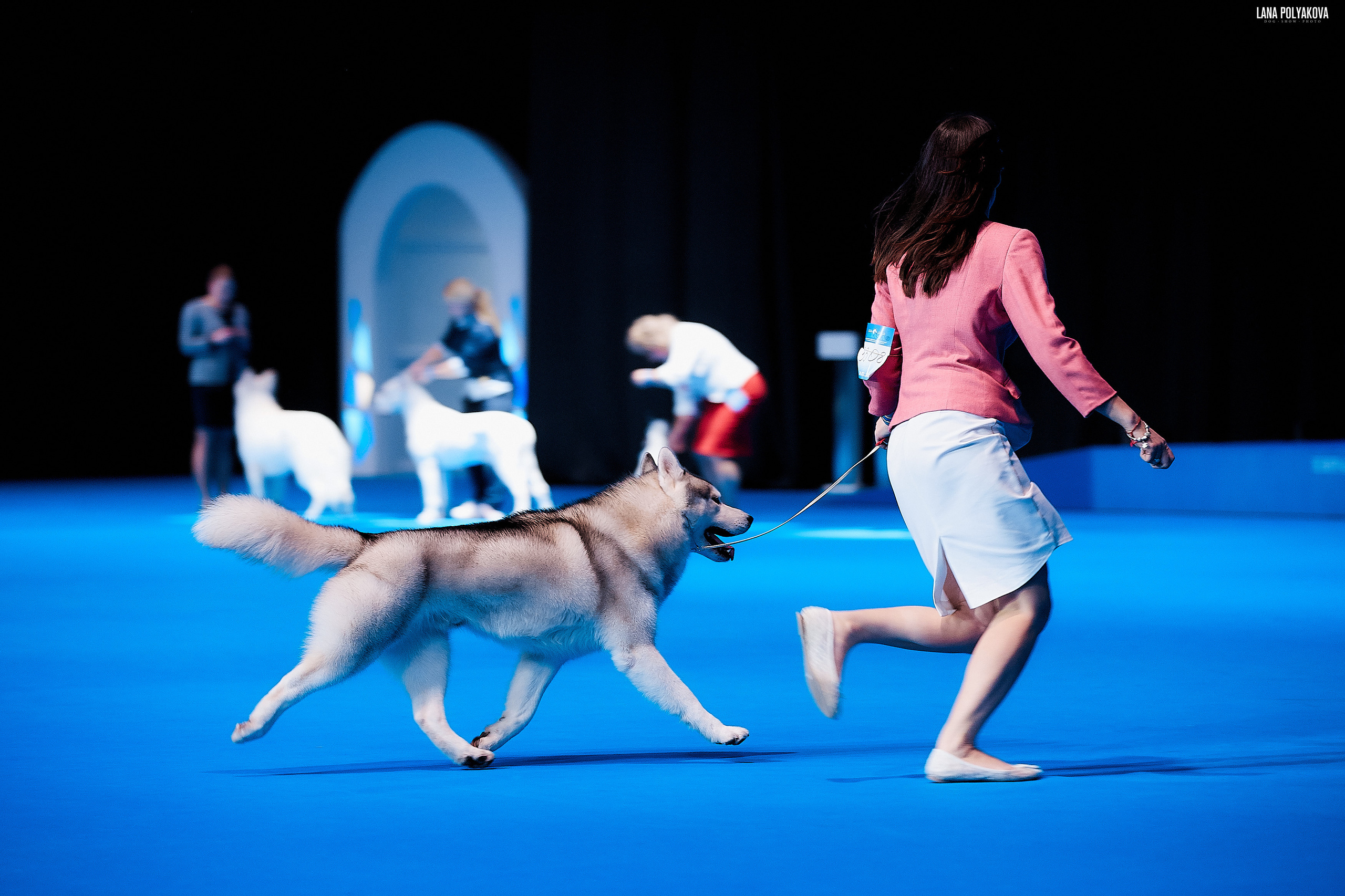 Съемки на выставке. ЕВРАЗИЯ 2019, 2 x CACIB
МВЦ КРОКУС ЭКСПО
Chudni Medvezhonok Running To Win