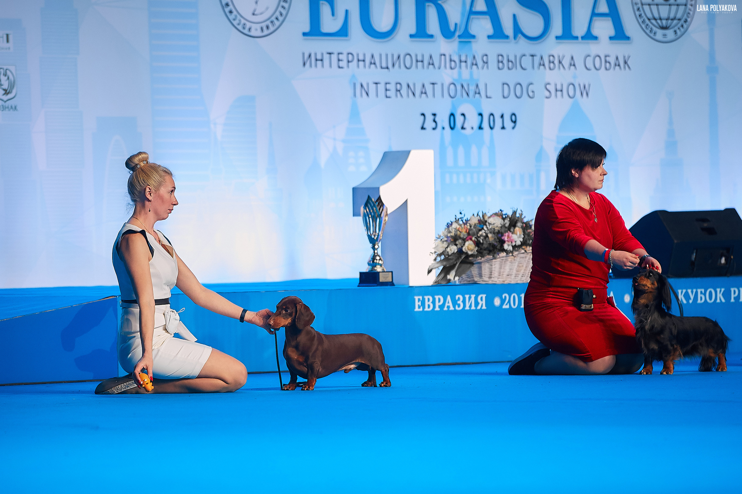 Съемки на выставке. ЕВРАЗИЯ 2019, 2 x CACIB
МВЦ КРОКУС ЭКСПО