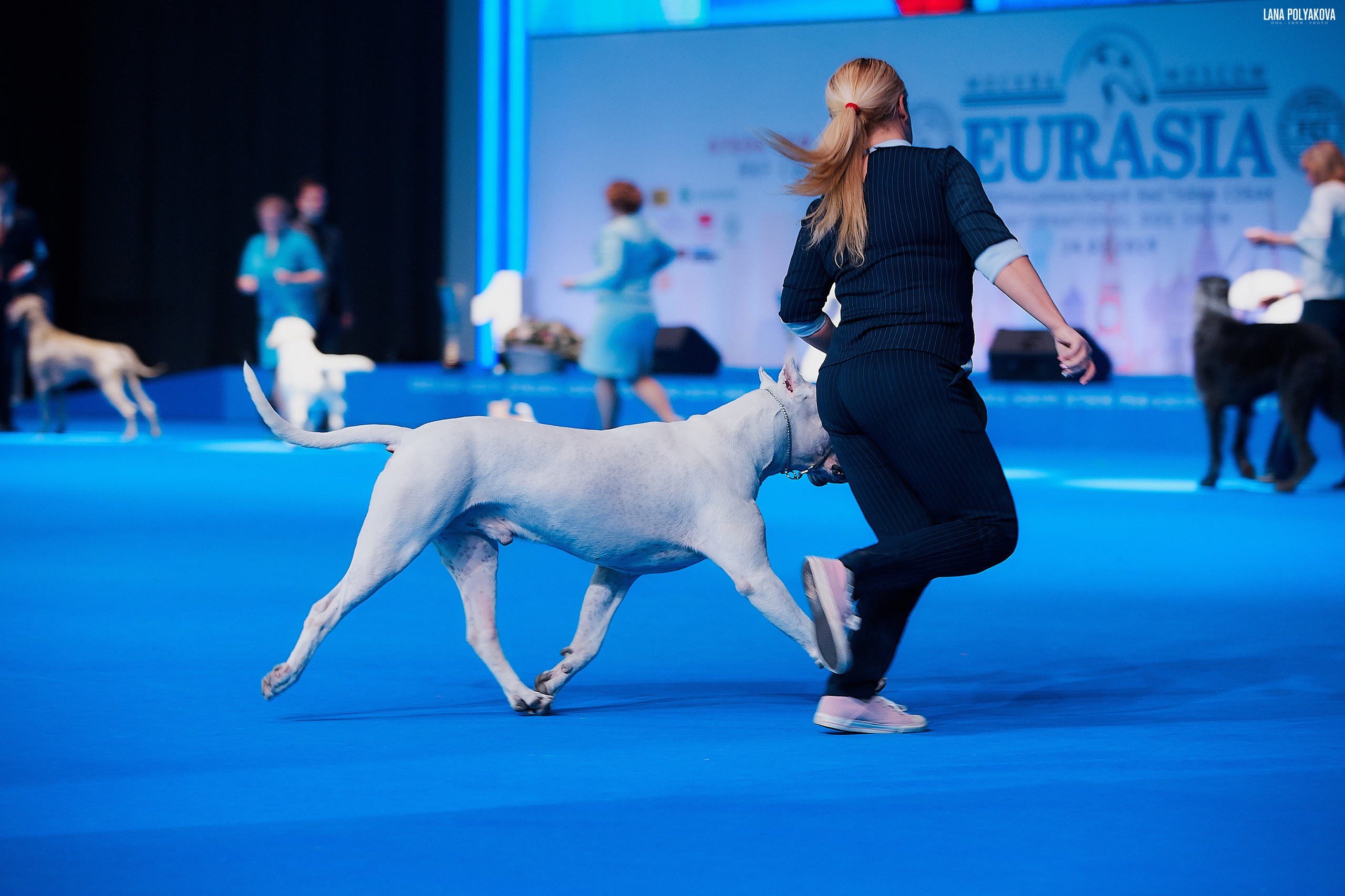 Съемки на выставке. ЕВРАЗИЯ 2019, 2 x CACIB
МВЦ КРОКУС ЭКСПО