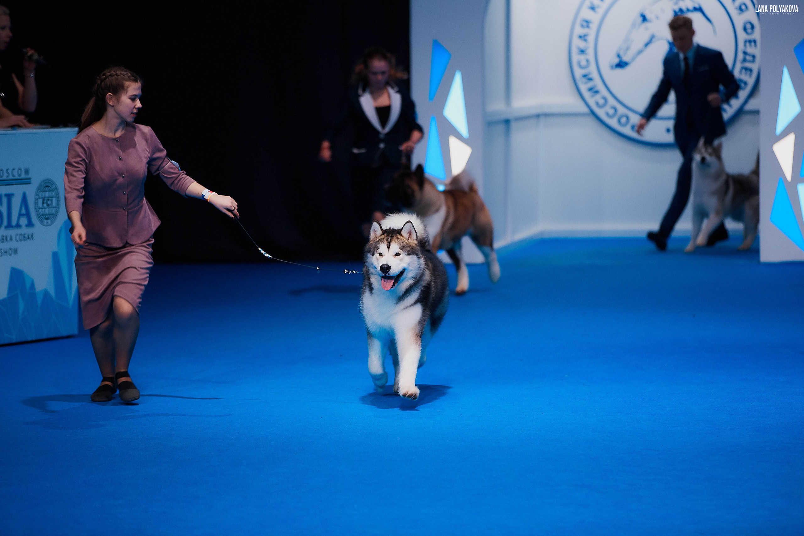 Съемки на выставке. ЕВРАЗИЯ 2019, 2 x CACIB
МВЦ КРОКУС ЭКСПО