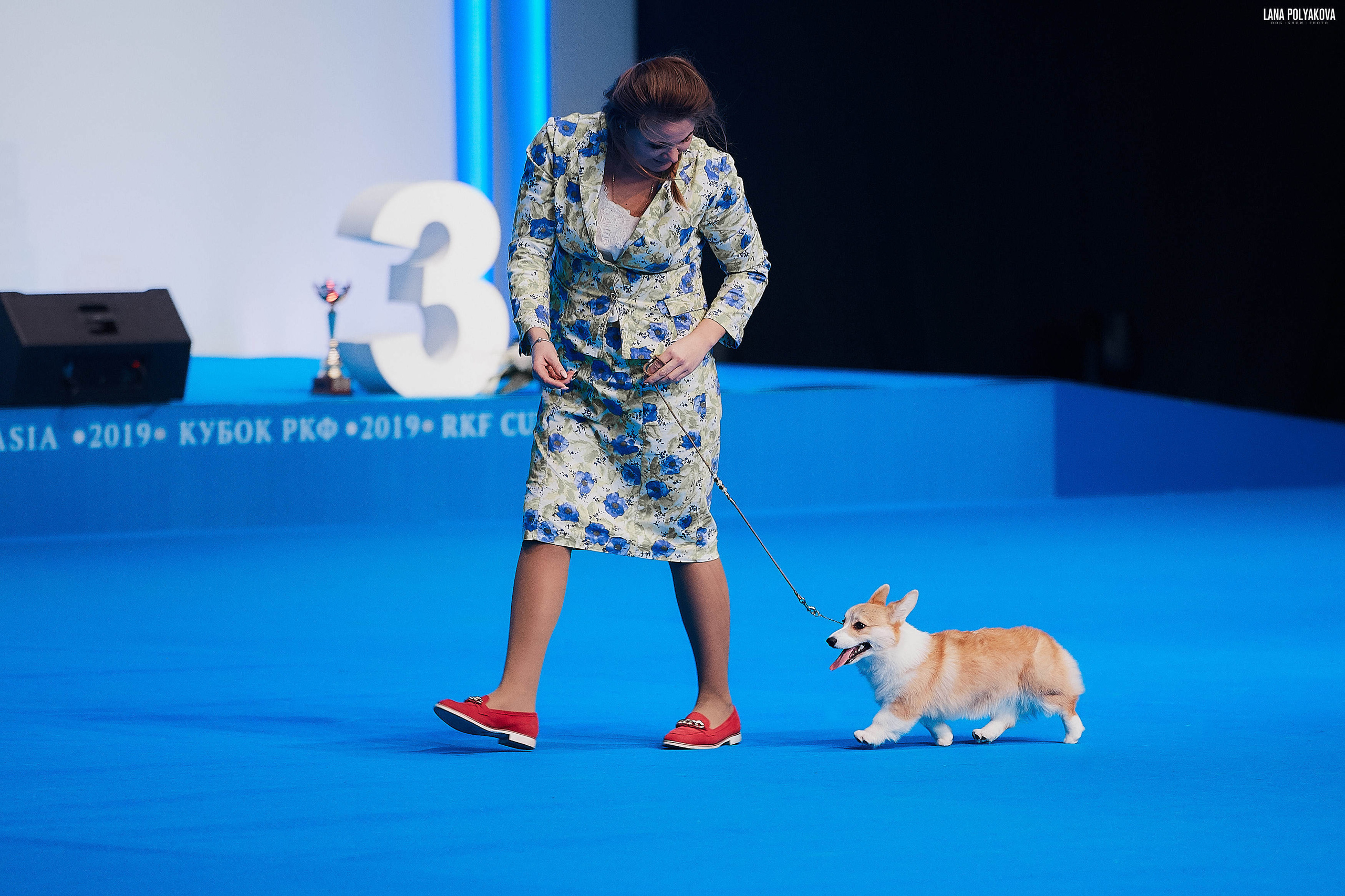 Съемки на выставке. ЕВРАЗИЯ 2019, 2 x CACIB
МВЦ КРОКУС ЭКСПО