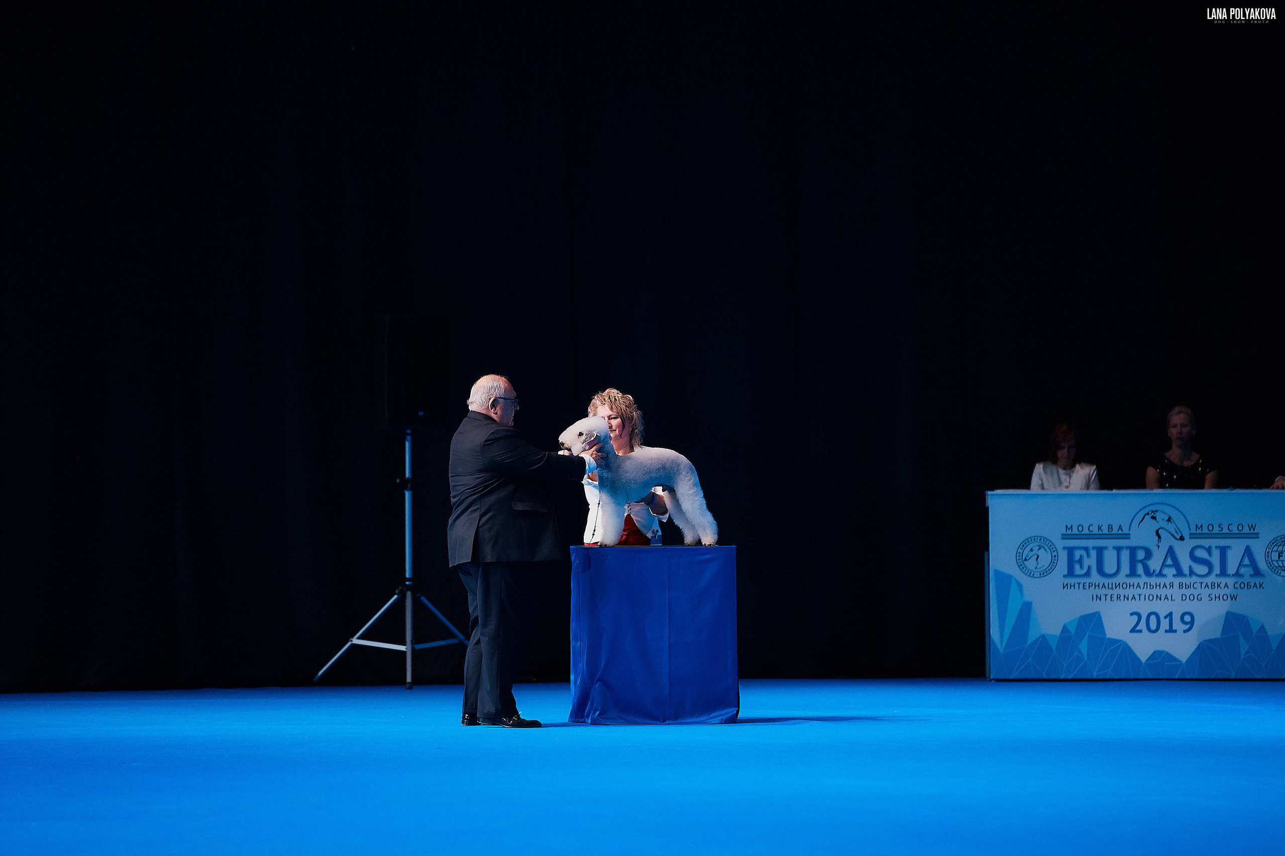 Съемки на выставке. ЕВРАЗИЯ 2019, 2 x CACIB
МВЦ КРОКУС ЭКСПО
L'END SHOW  METTI SURPRISE AT GLARE