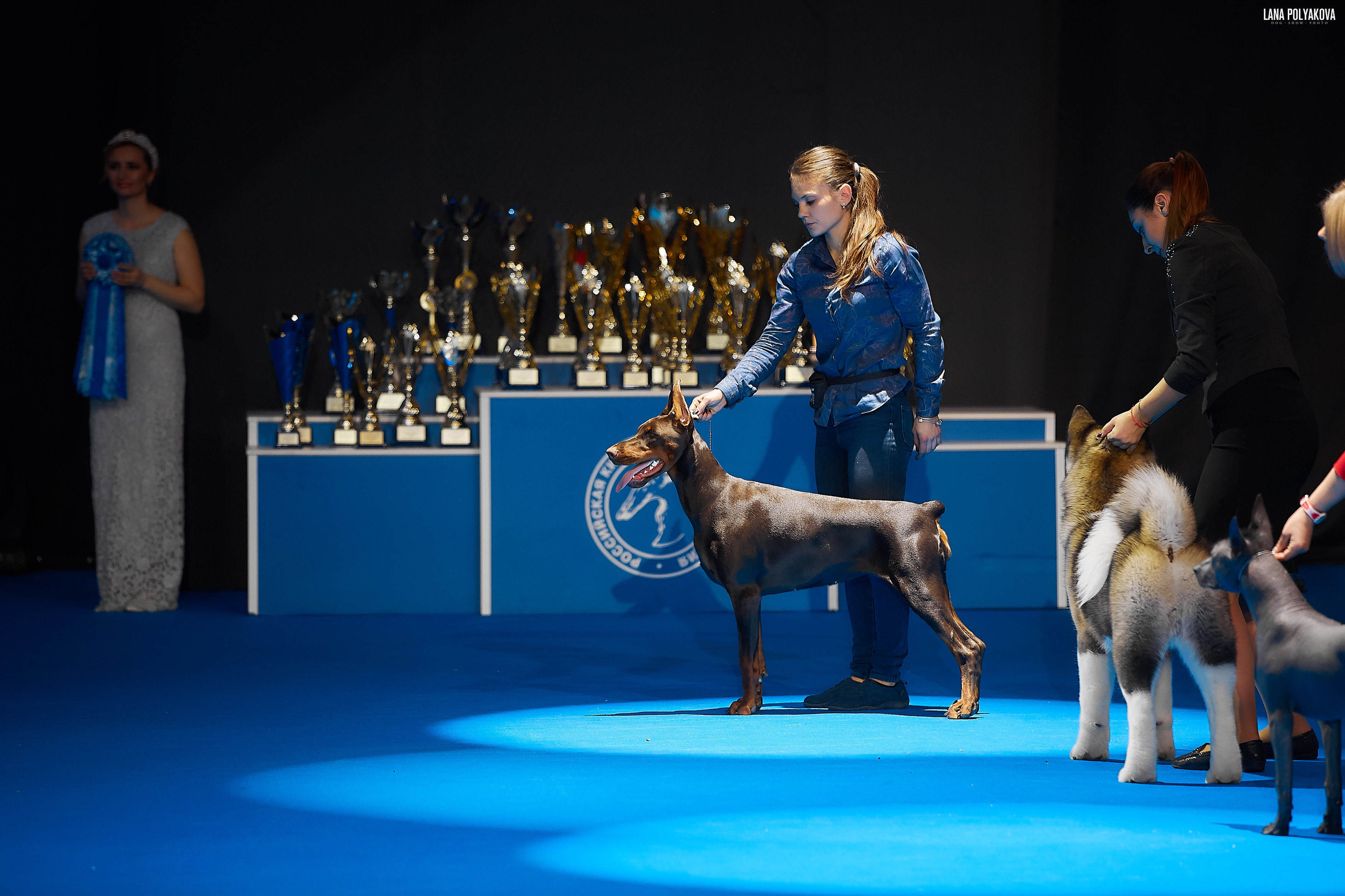 Съемки на выставке. ЕВРАЗИЯ 2019, 2 x CACIB
МВЦ КРОКУС ЭКСПО