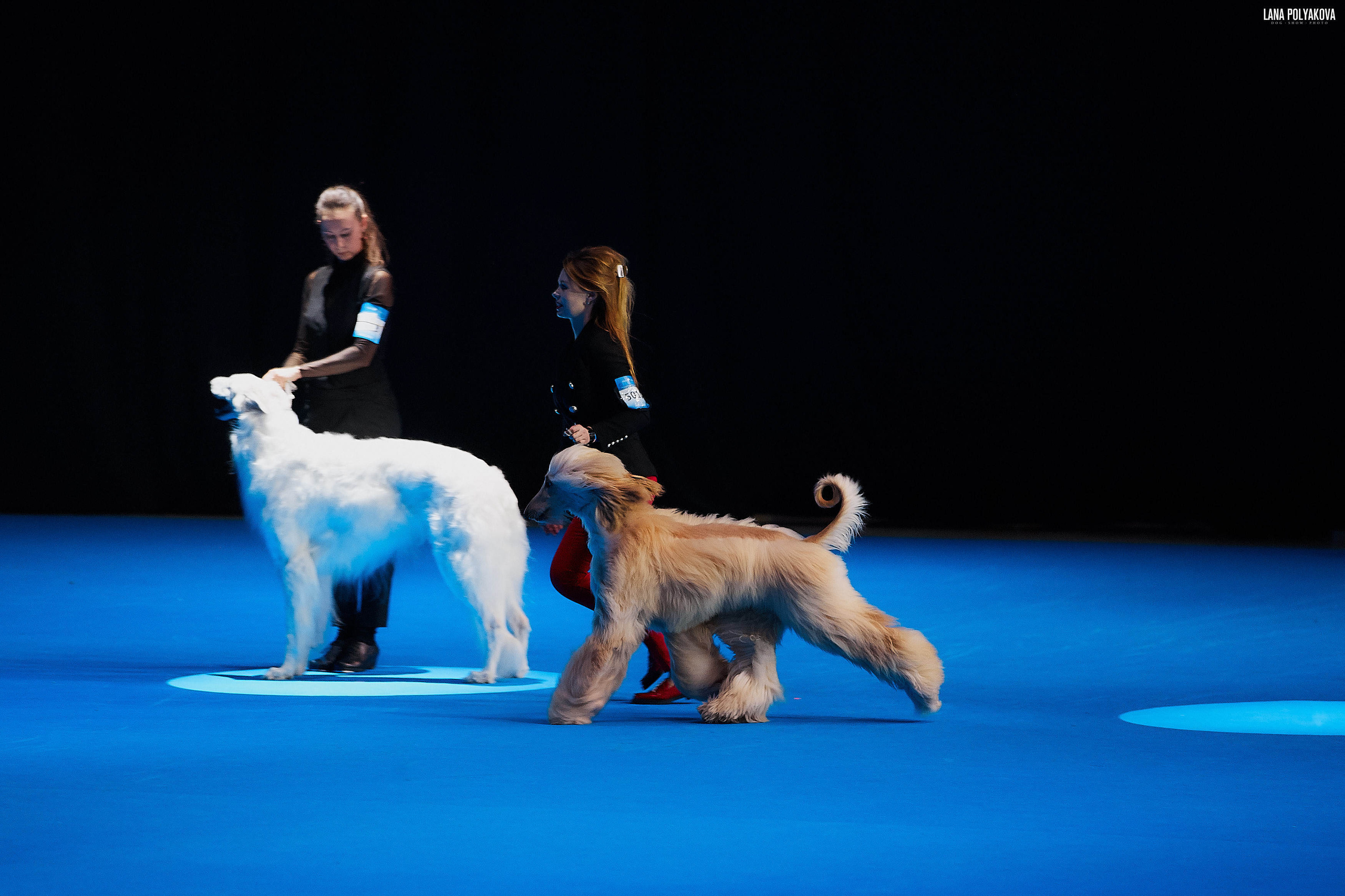 Съемки на выставке. ЕВРАЗИЯ 2019, 2 x CACIB
МВЦ КРОКУС ЭКСПО