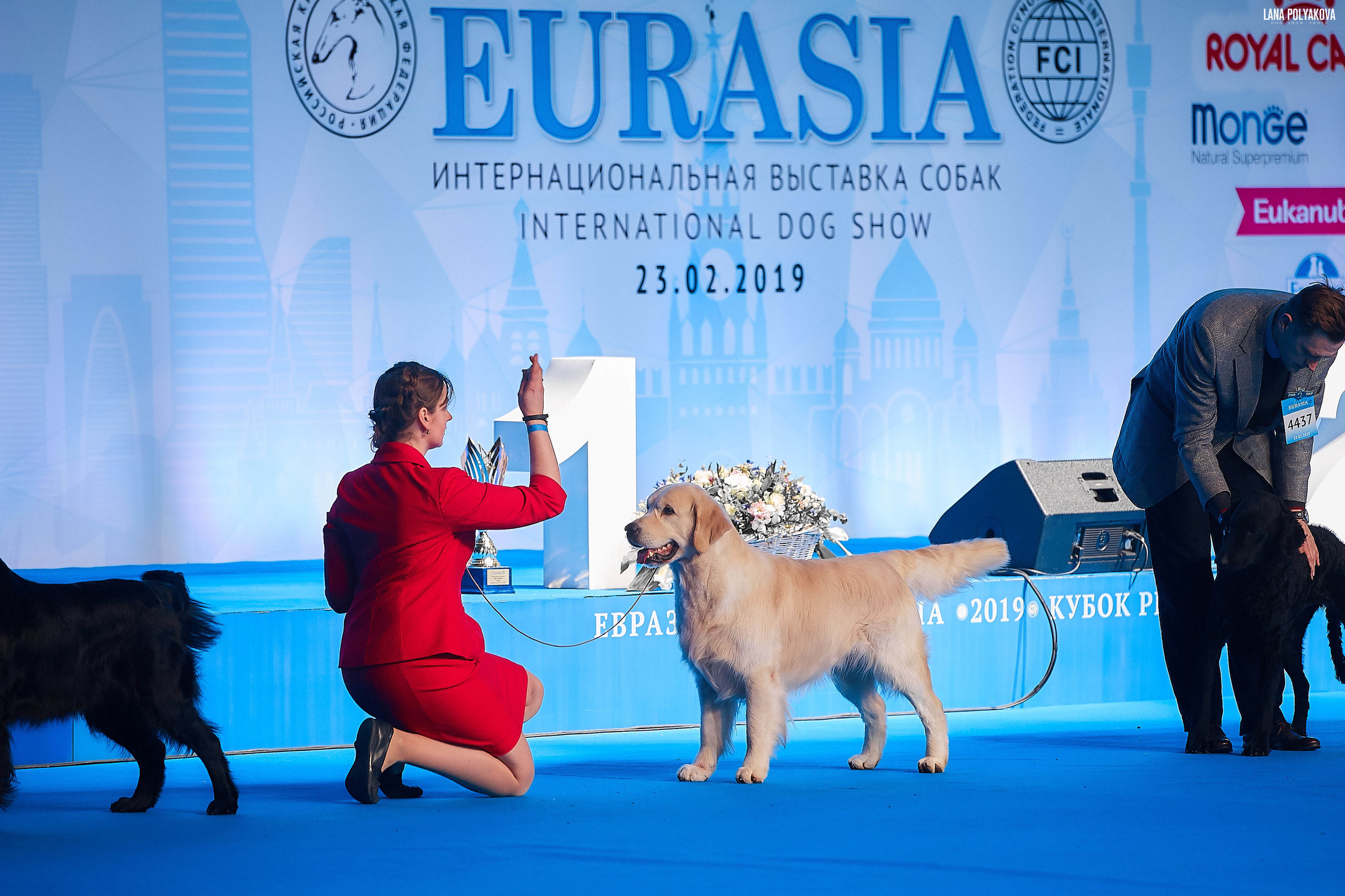 Съемки на выставке. ЕВРАЗИЯ 2019, 2 x CACIB
МВЦ КРОКУС ЭКСПО