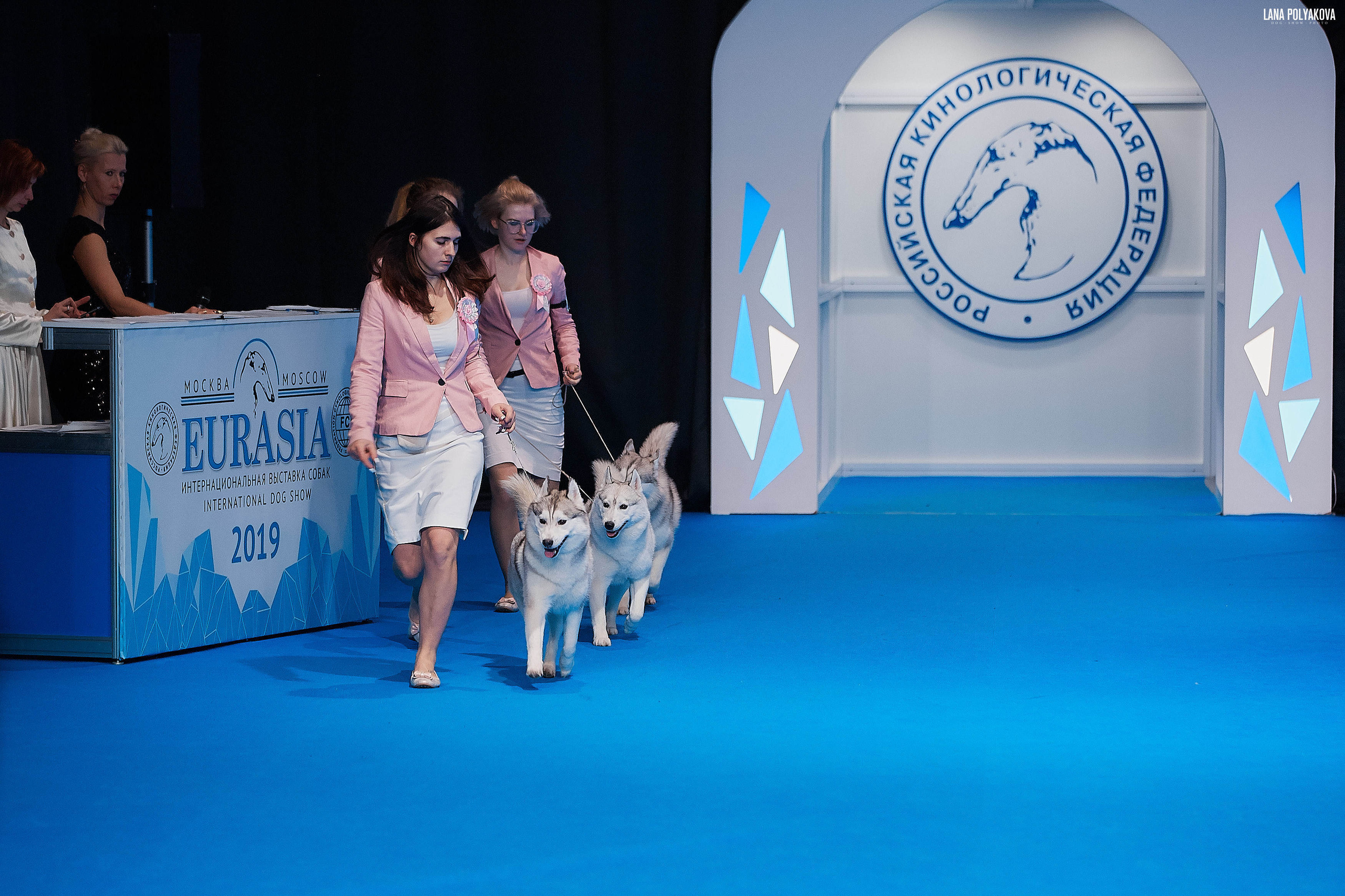 Съемки на выставке. ЕВРАЗИЯ 2019, 2 x CACIB
МВЦ КРОКУС ЭКСПО