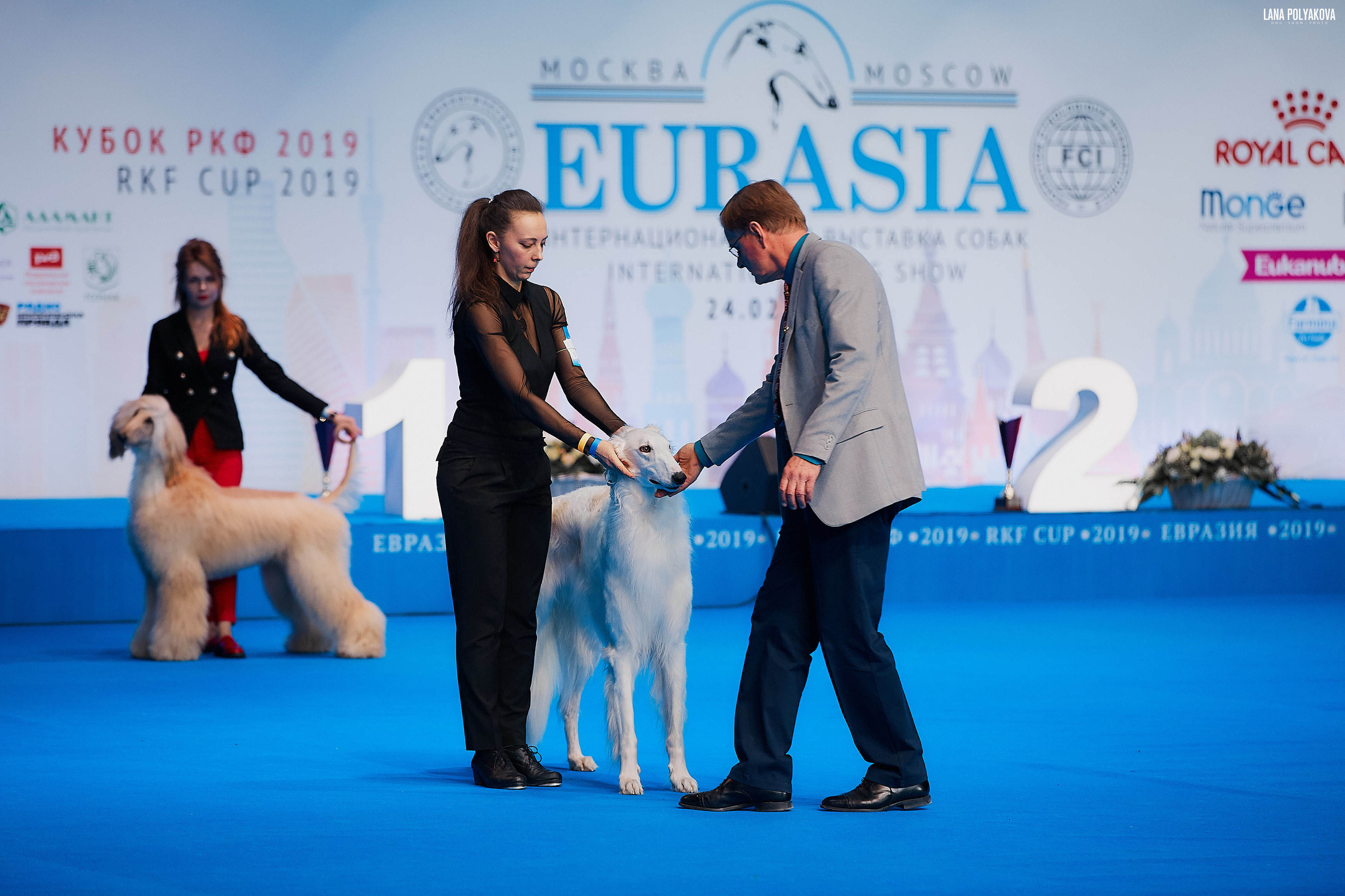 Съемки на выставке. ЕВРАЗИЯ 2019, 2 x CACIB
МВЦ КРОКУС ЭКСПО