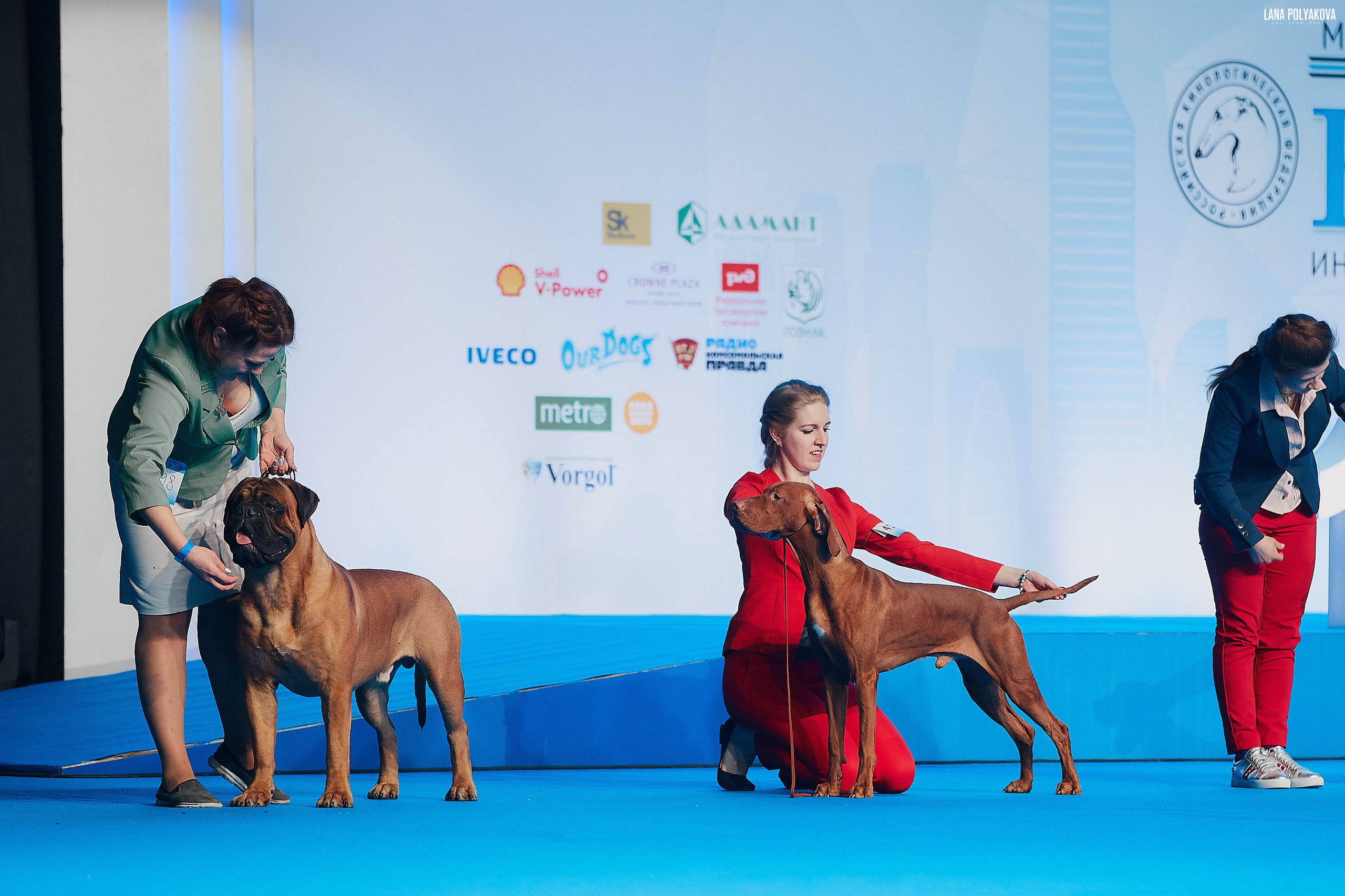 Съемки на выставке. ЕВРАЗИЯ 2019, 2 x CACIB
МВЦ КРОКУС ЭКСПО