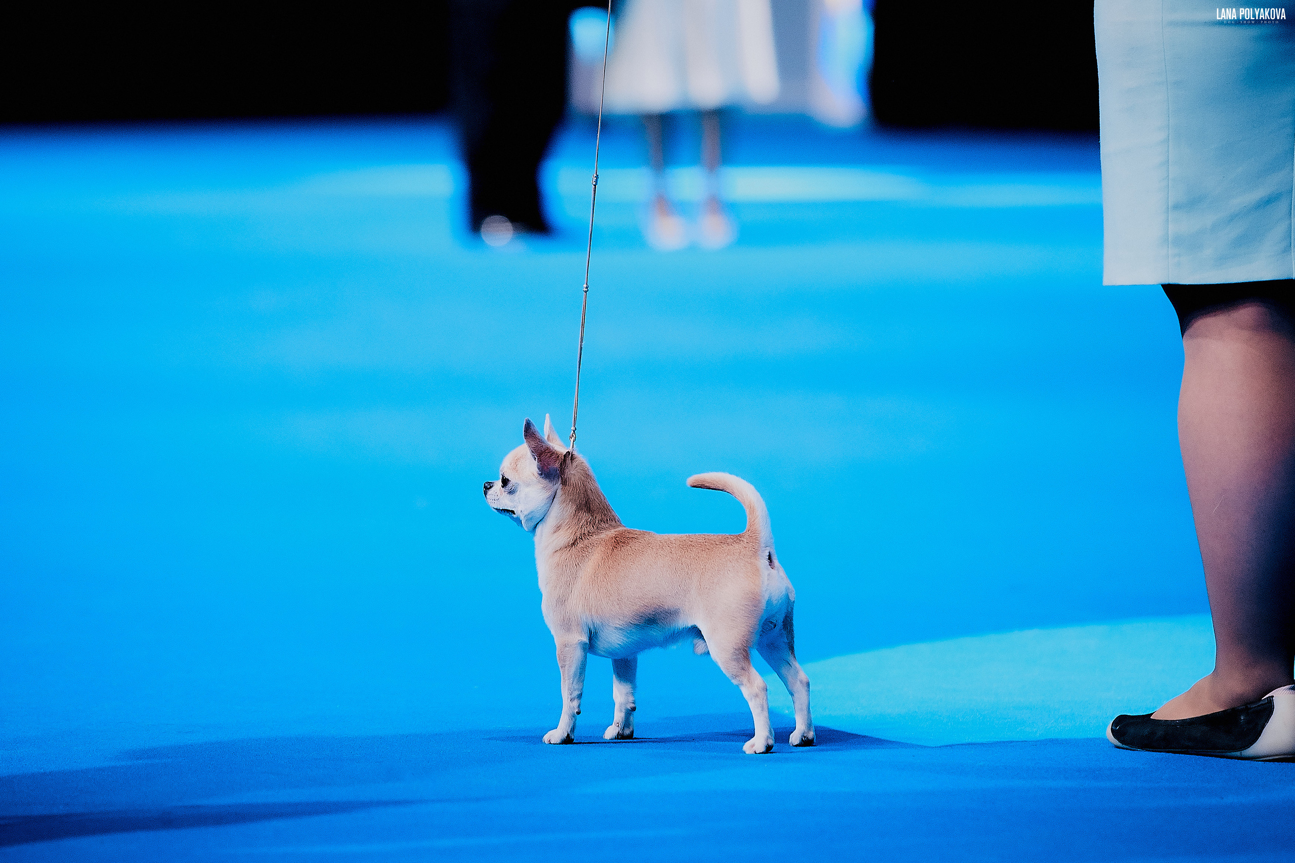 Съемки на выставке. ЕВРАЗИЯ 2019, 2 x CACIB
МВЦ КРОКУС ЭКСПО
FUJIYAMA S LIPETSKIH OZER