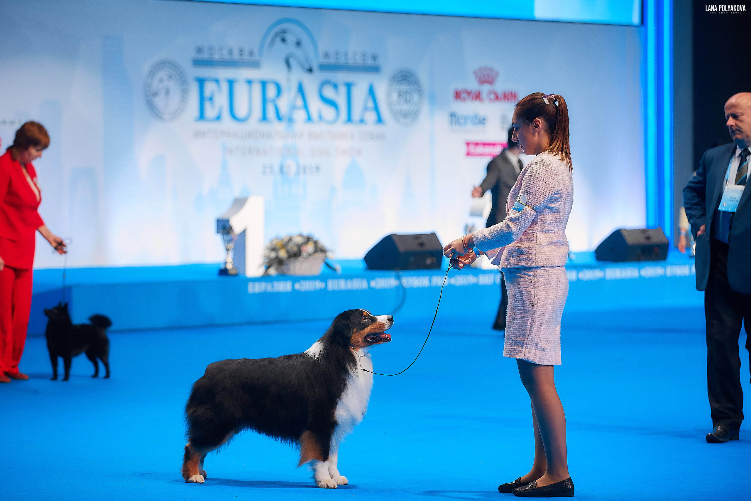 Съемки на выставке. ЕВРАЗИЯ 2019, 2 x CACIB
МВЦ КРОКУС ЭКСПО