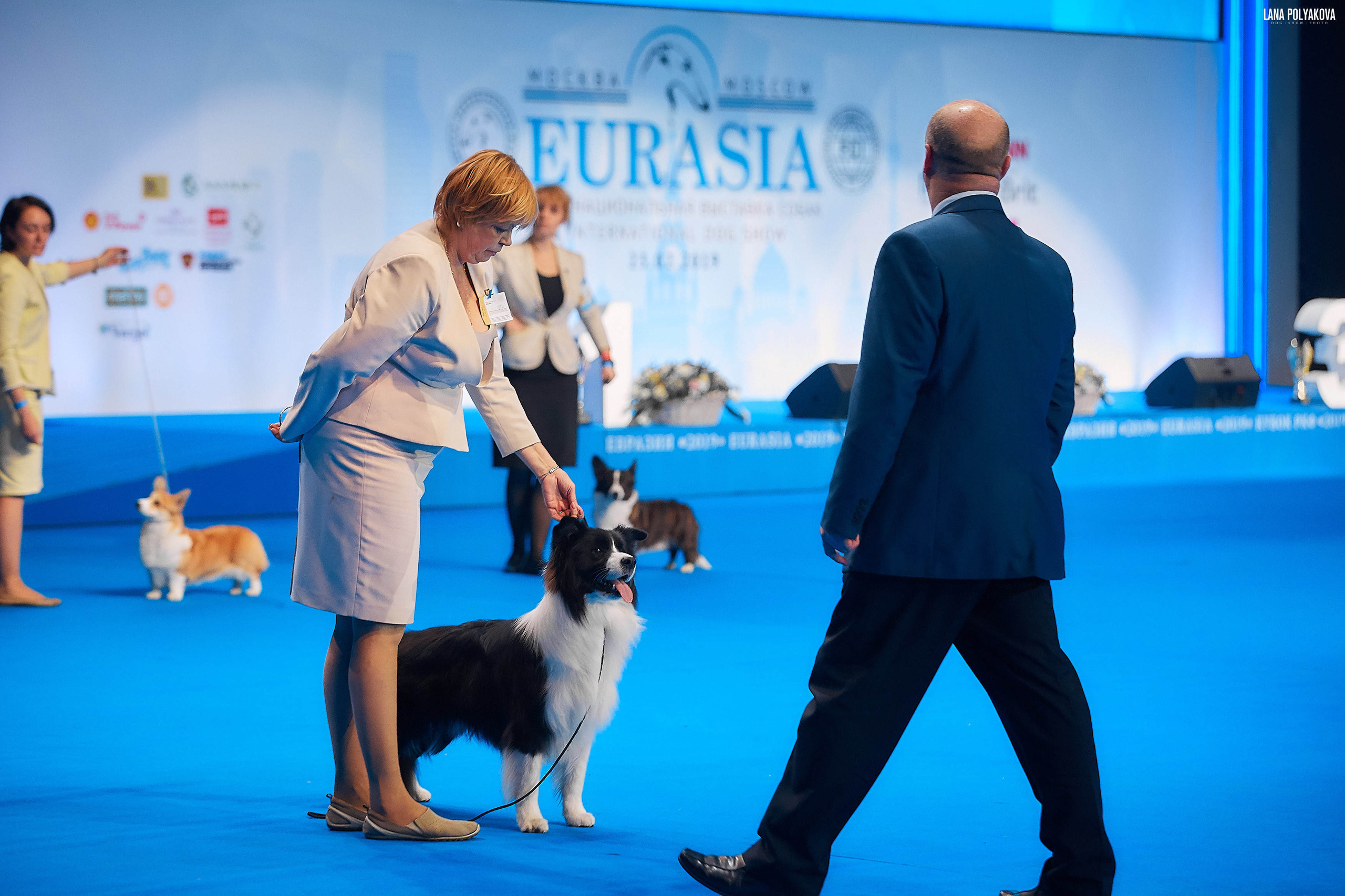 Съемки на выставке. ЕВРАЗИЯ 2019, 2 x CACIB
МВЦ КРОКУС ЭКСПО