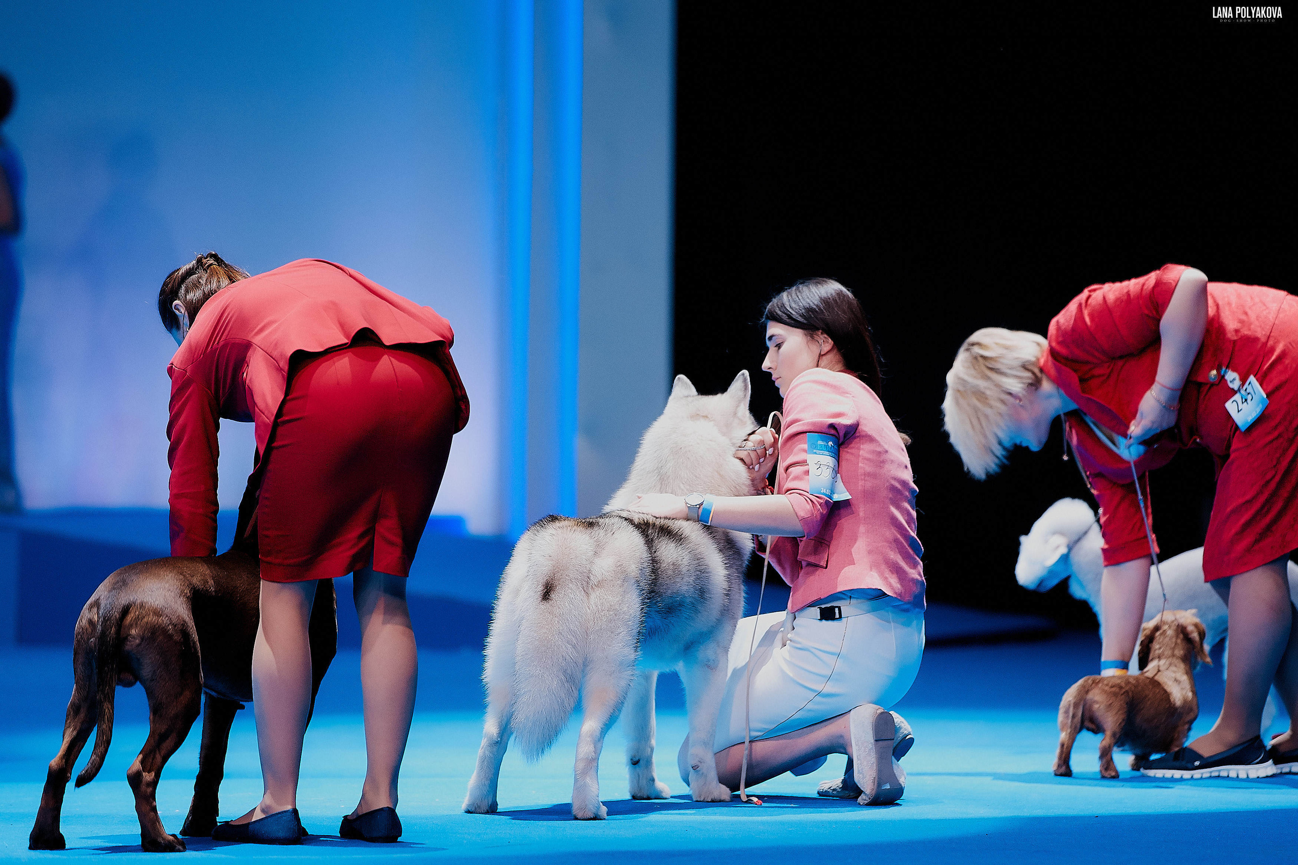 Съемки на выставке. ЕВРАЗИЯ 2019, 2 x CACIB
МВЦ КРОКУС ЭКСПО
Chudni Medvezhonok Running To Win